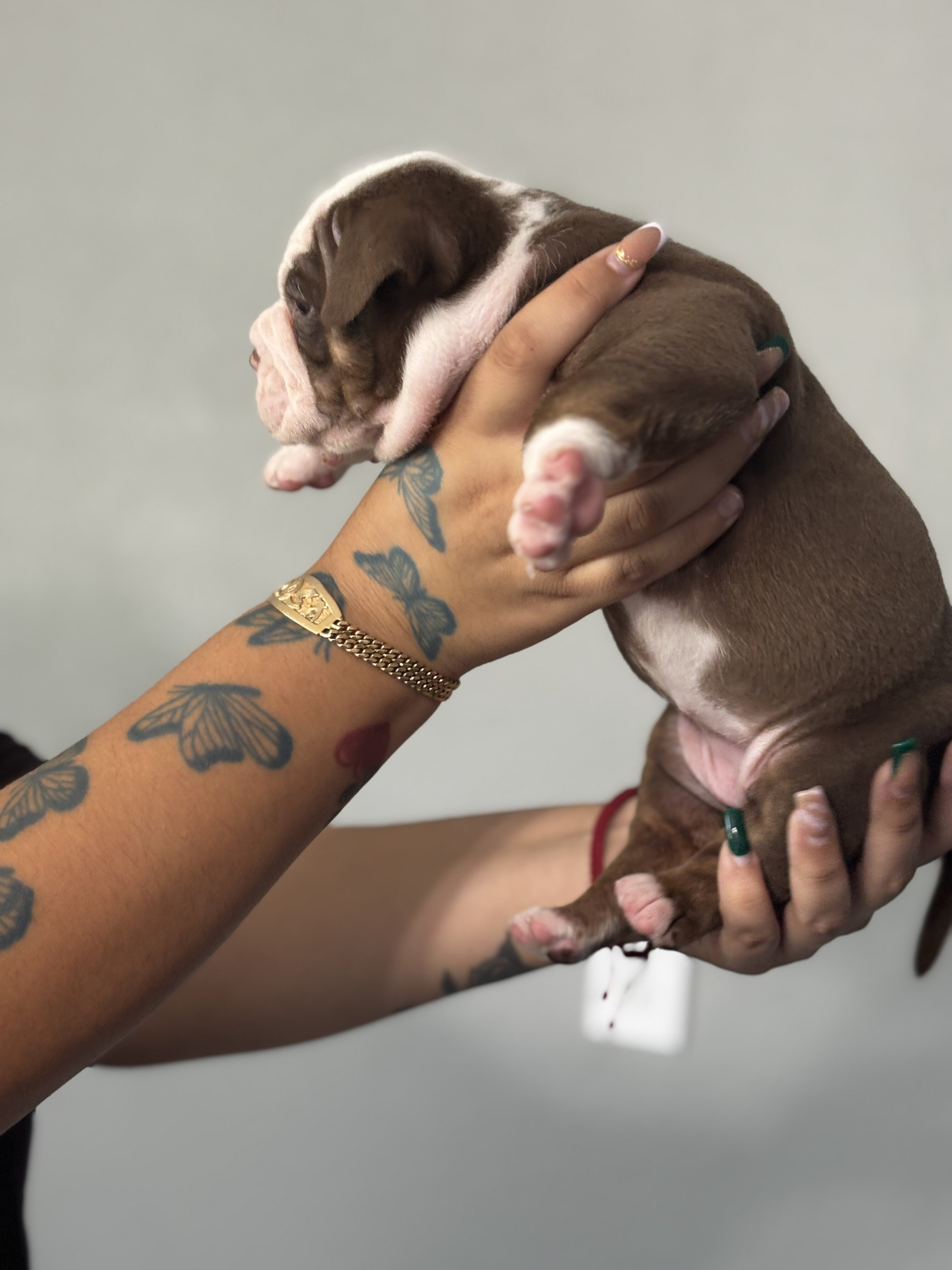 Olde English bulldogge puppies image 5