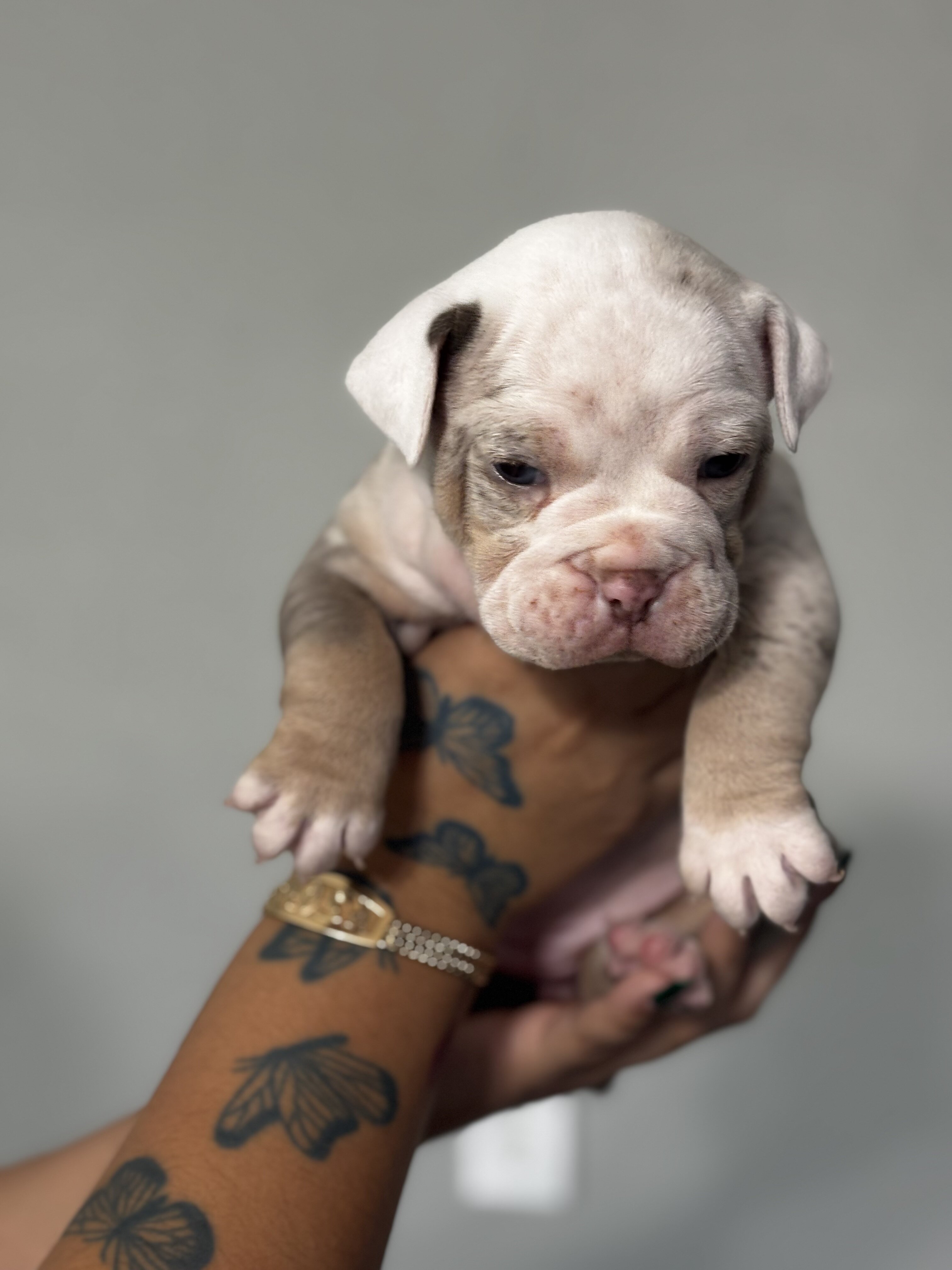 Olde English bulldogge puppies image 9
