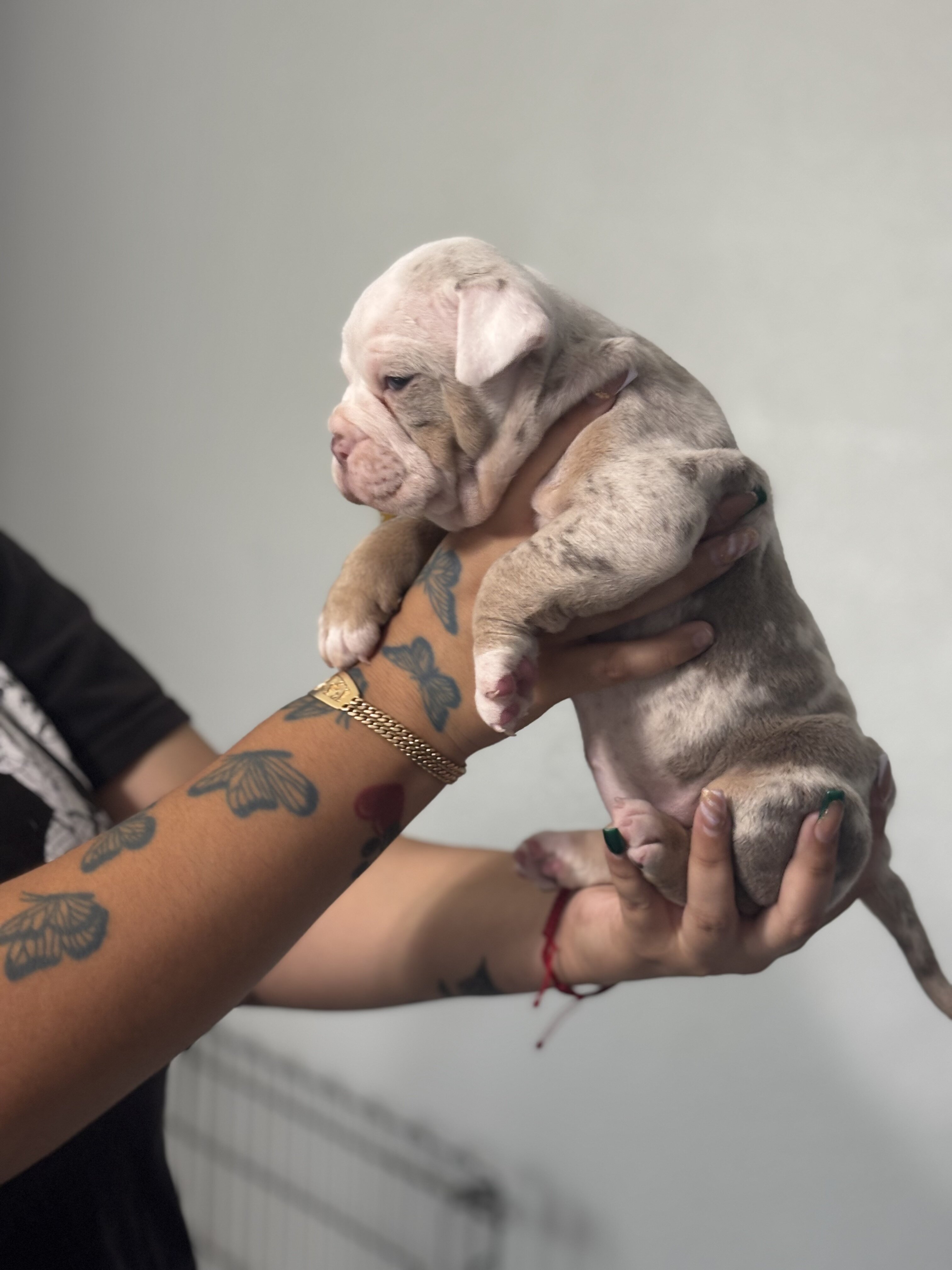 Olde English bulldogge puppies image 2