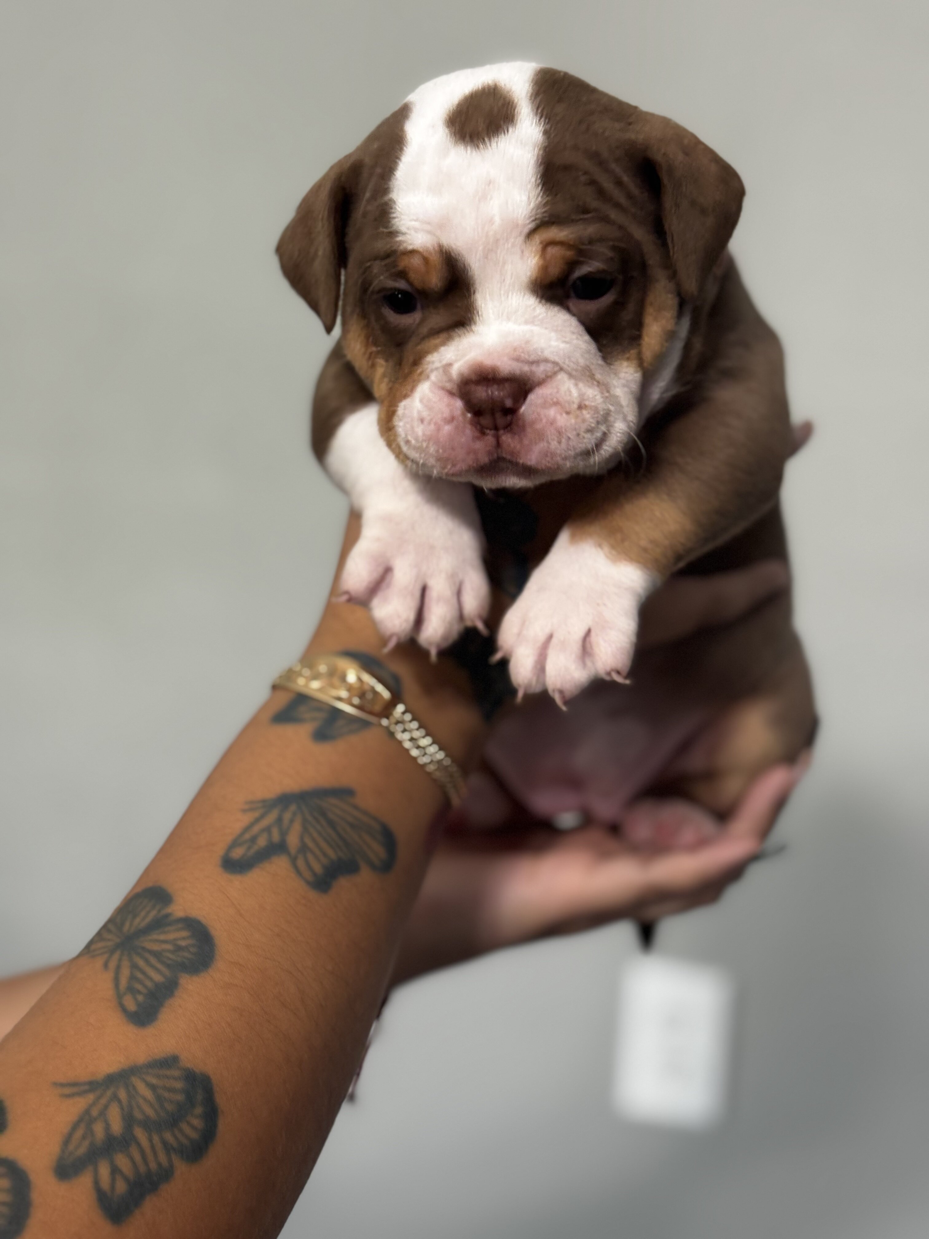 Olde English bulldogge puppies image 10