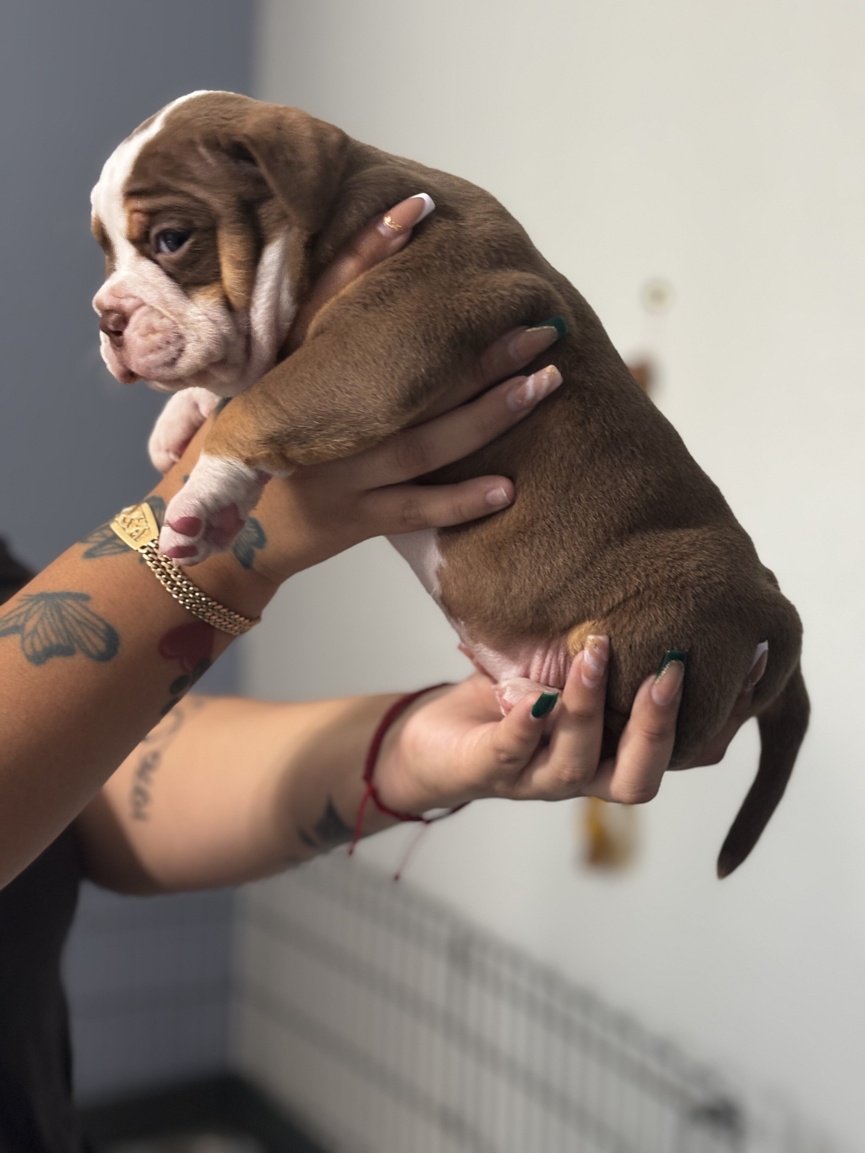 Olde English bulldogge puppies image 1