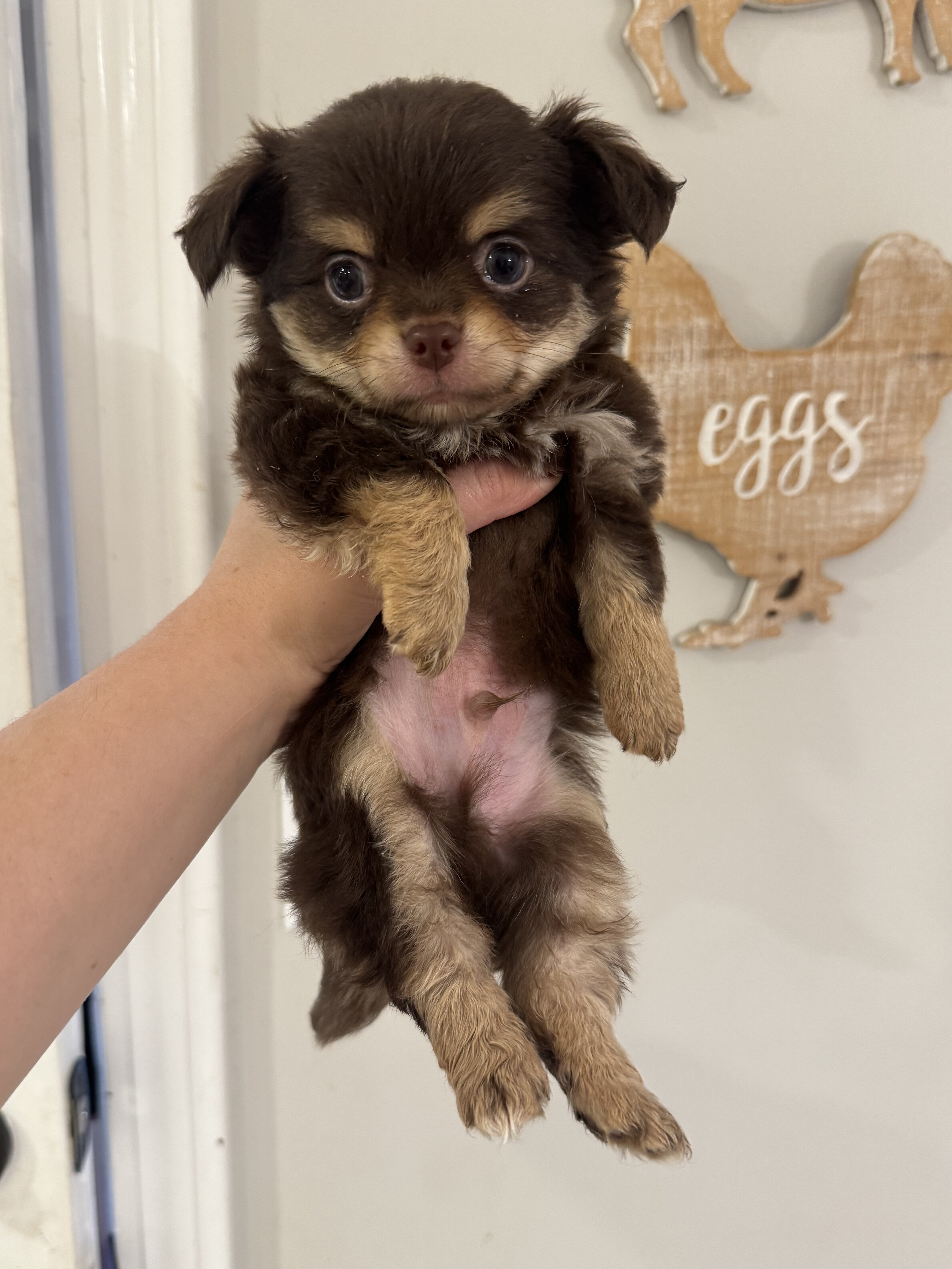 Chihuahua Puppies image 1