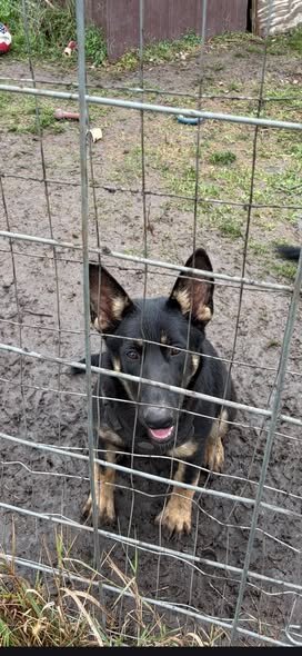 Female German Sheppard image 2