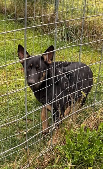 Female German Sheppard image 1