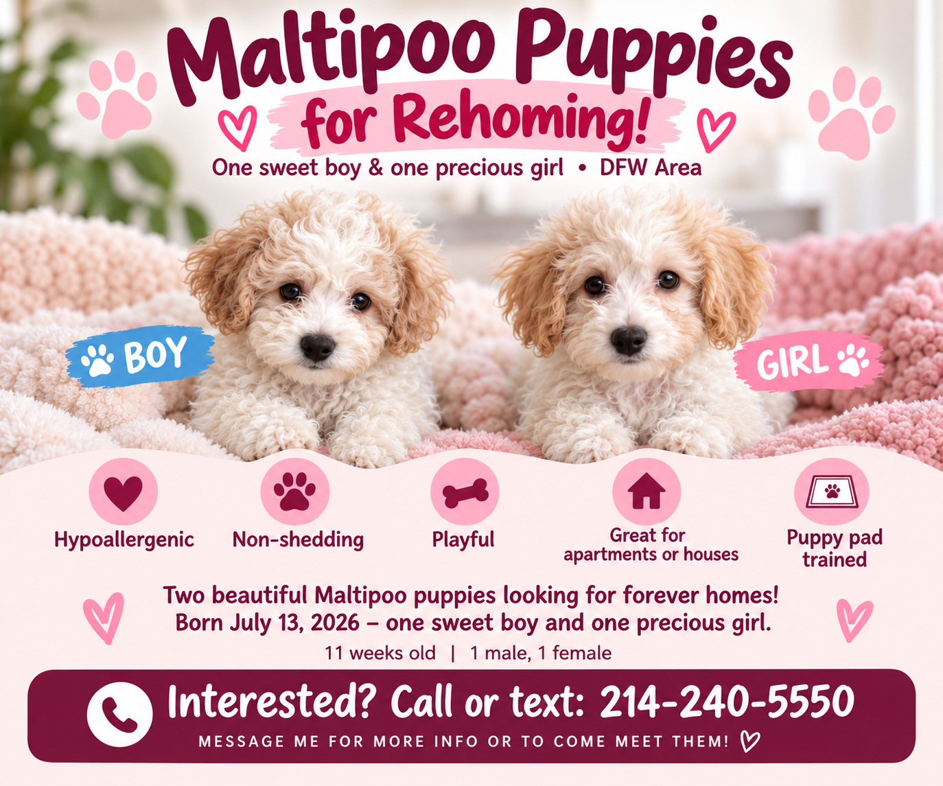 Adorable Maltipoo Puppies — 1 Boy & 1 Girl ❤️ image 1