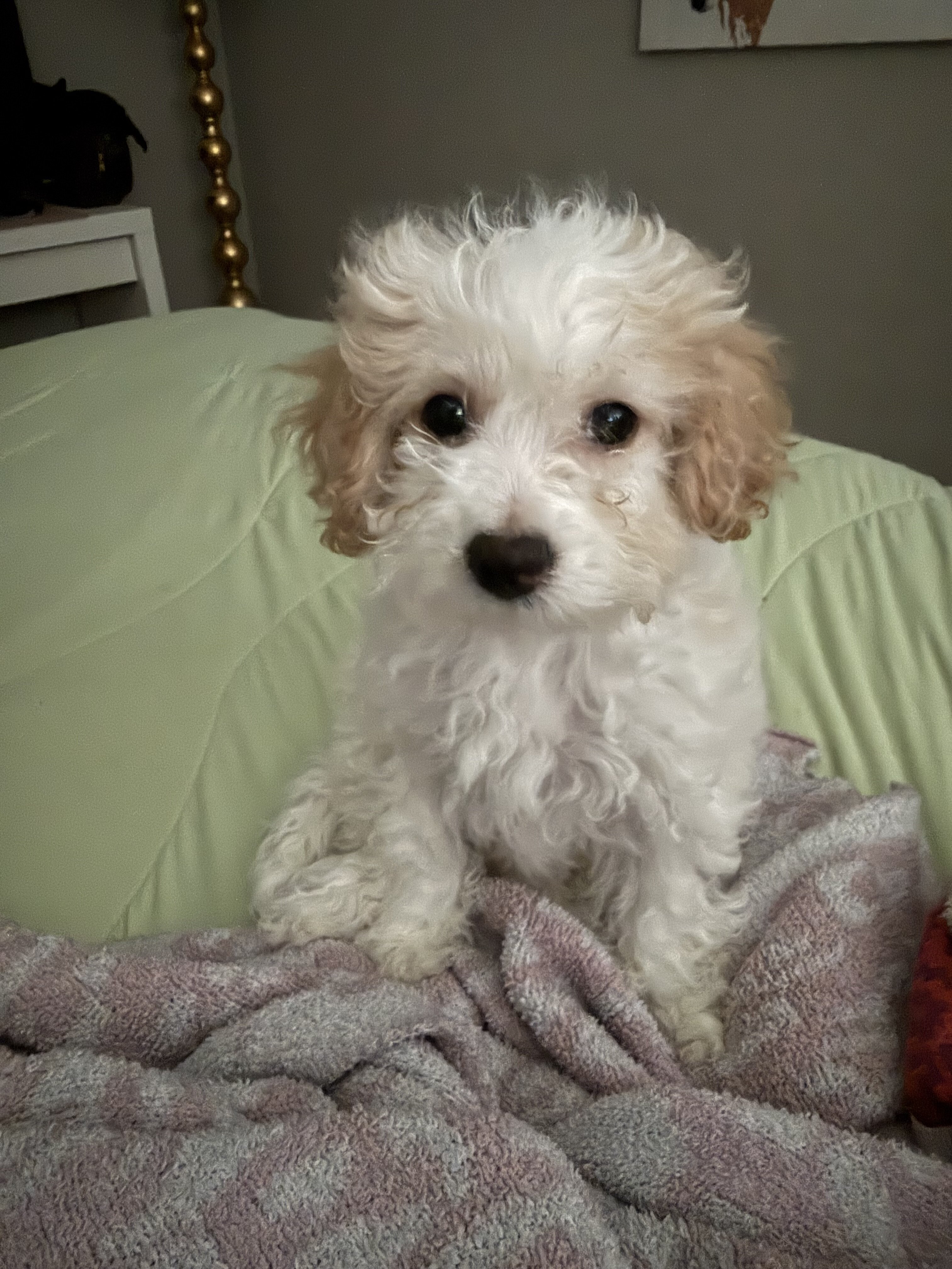Adorable Maltipoo Puppies — 1 Boy & 1 Girl ❤️ image 3