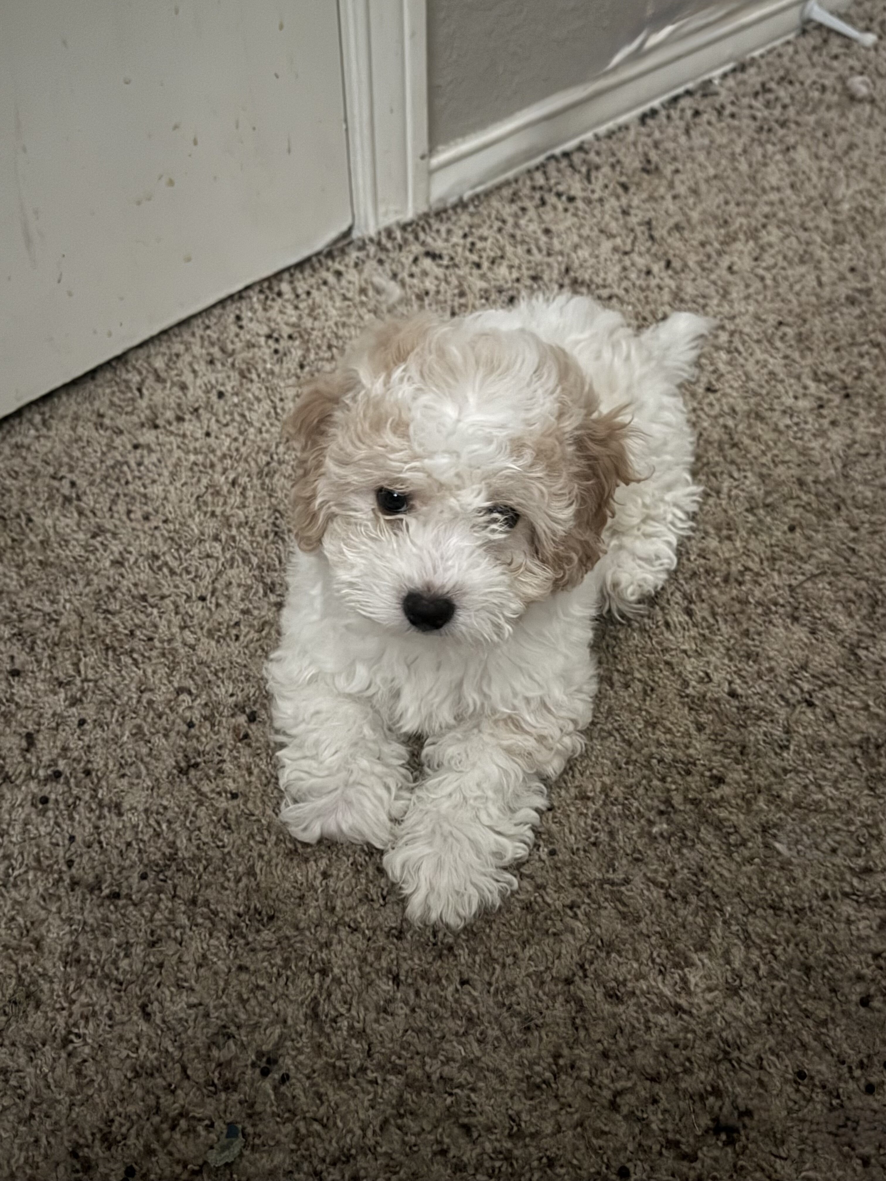 Adorable Maltipoo Puppies — 1 Boy & 1 Girl ❤️ image 2