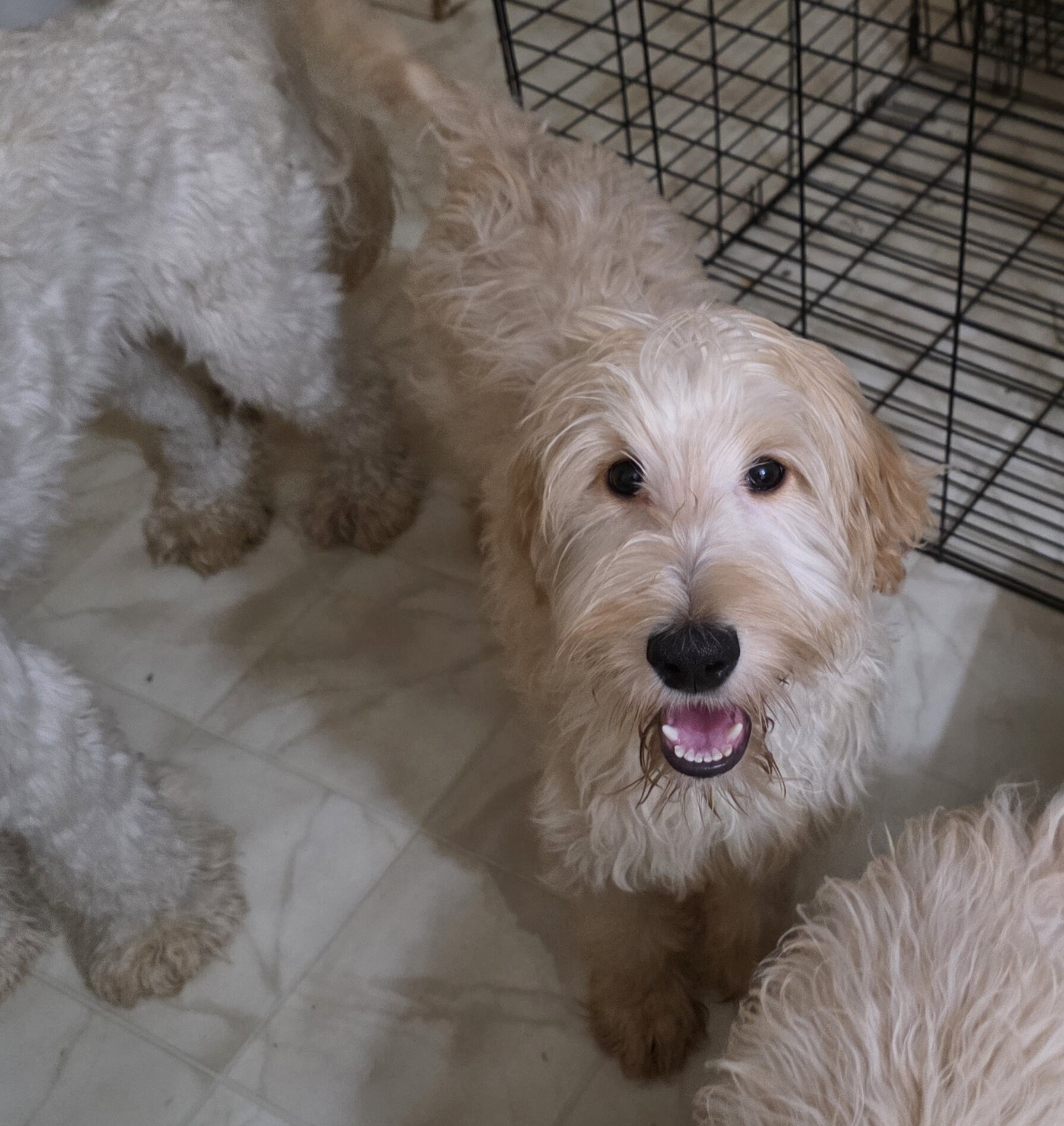 Goldendoodles image 6