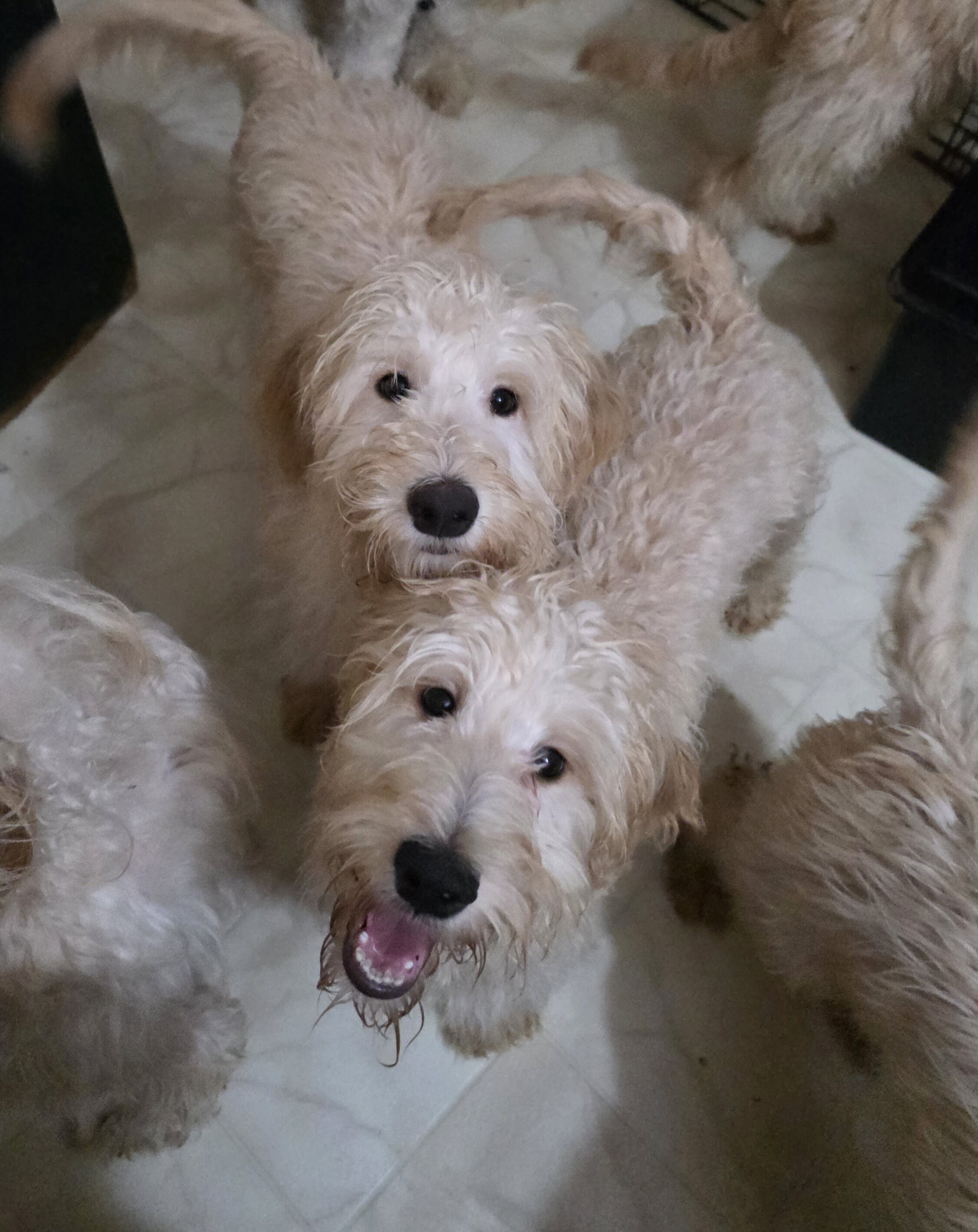 Goldendoodles image 5