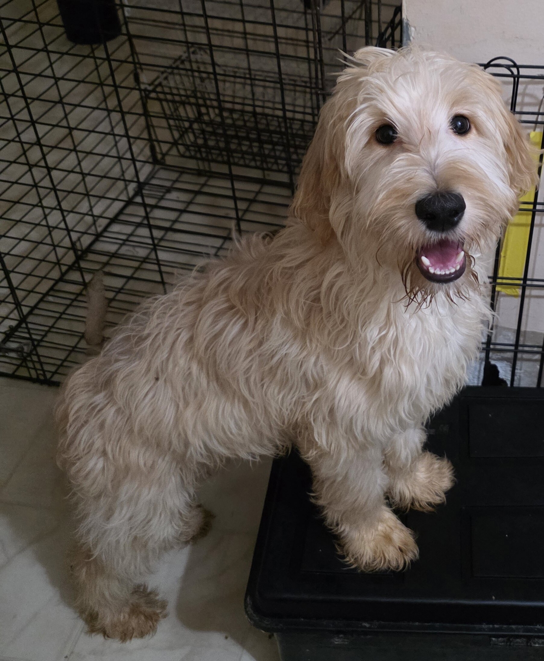 Goldendoodles image 4