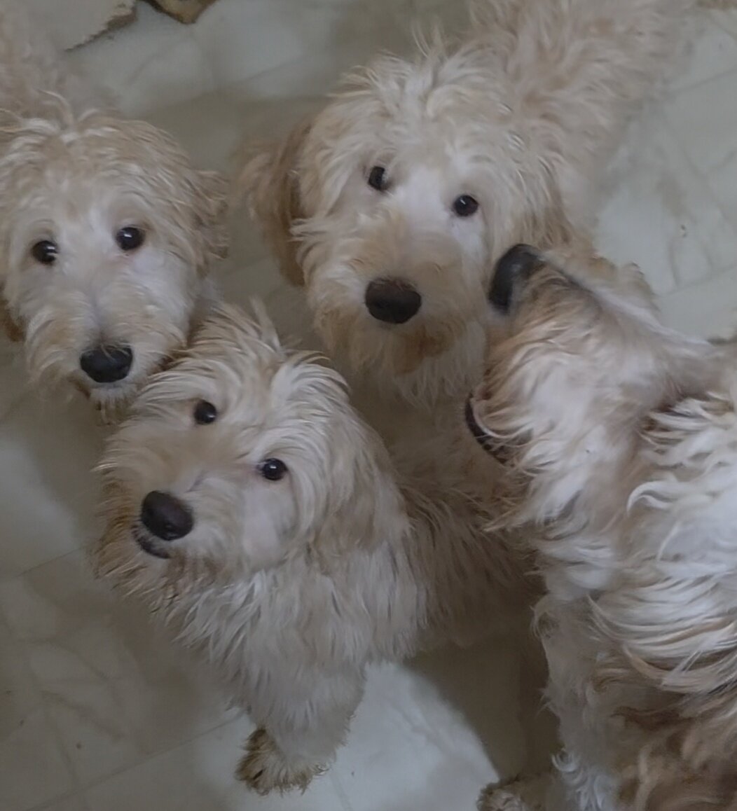 Goldendoodles image 10