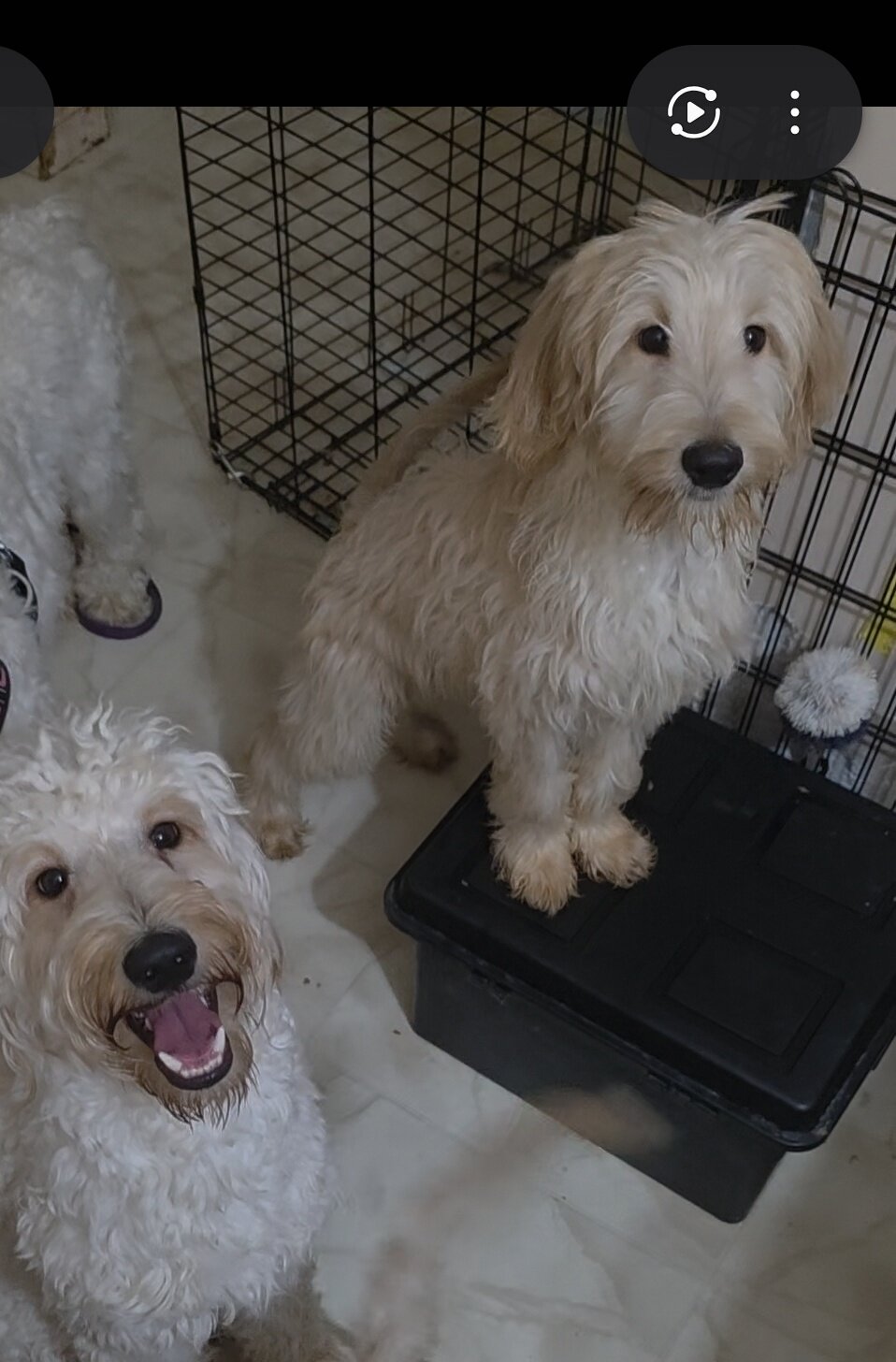 Goldendoodles image 3