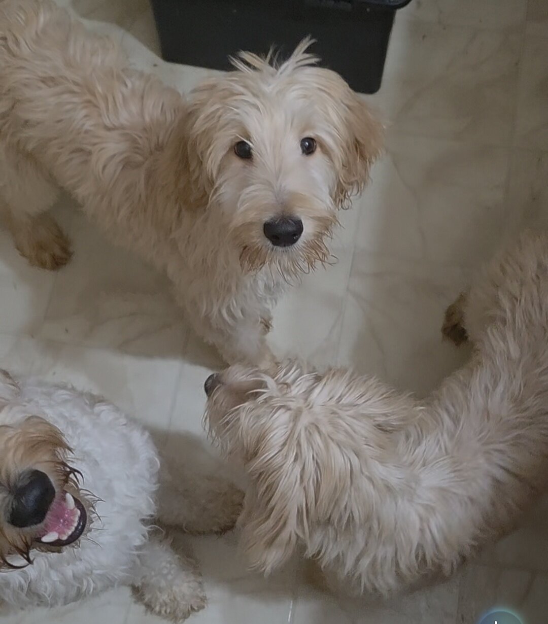 Goldendoodles image 2