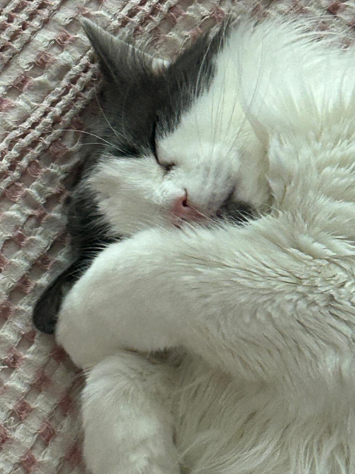 Gorgeous Female Young cat image 4