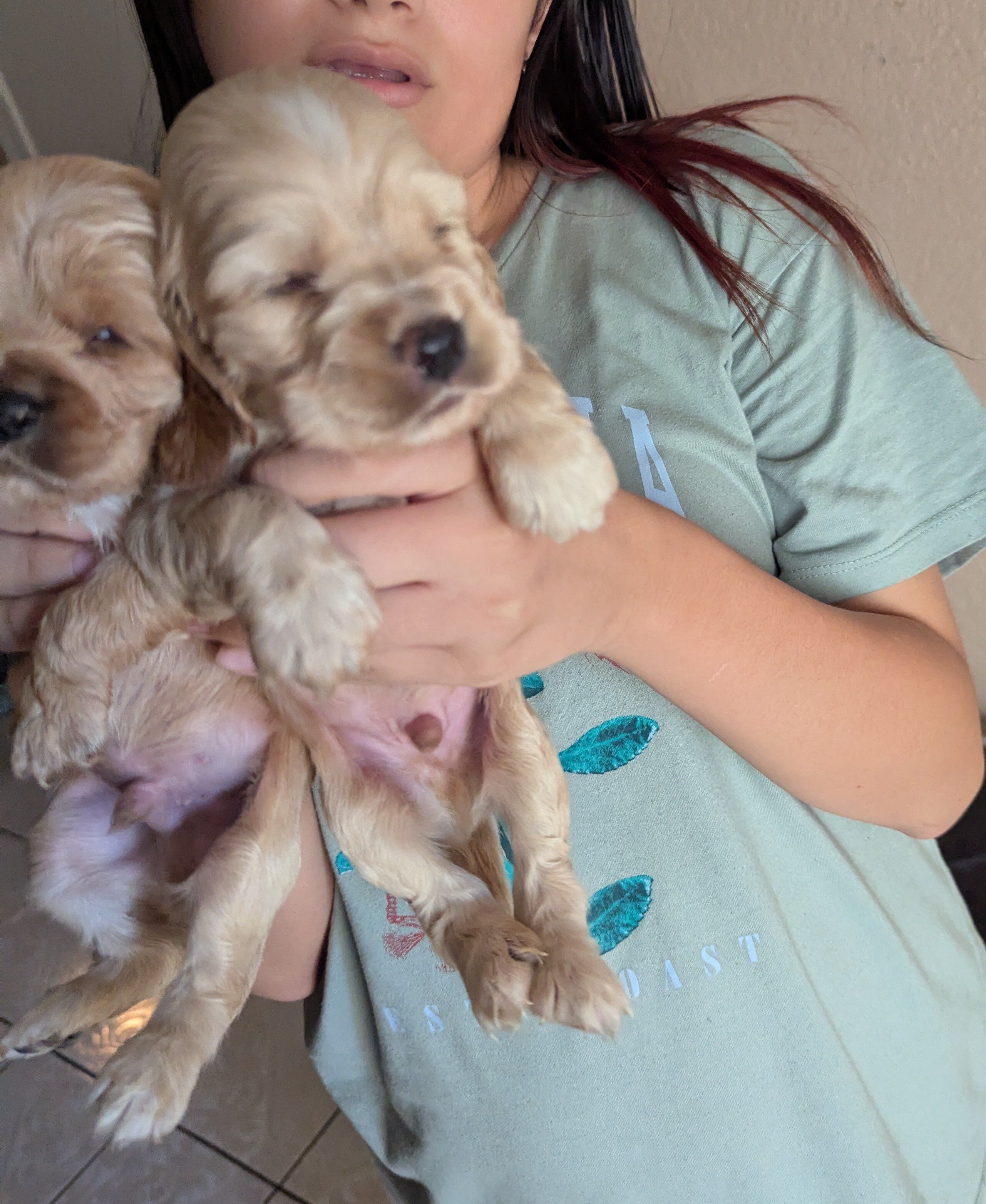English Cocker Spaniels image 1