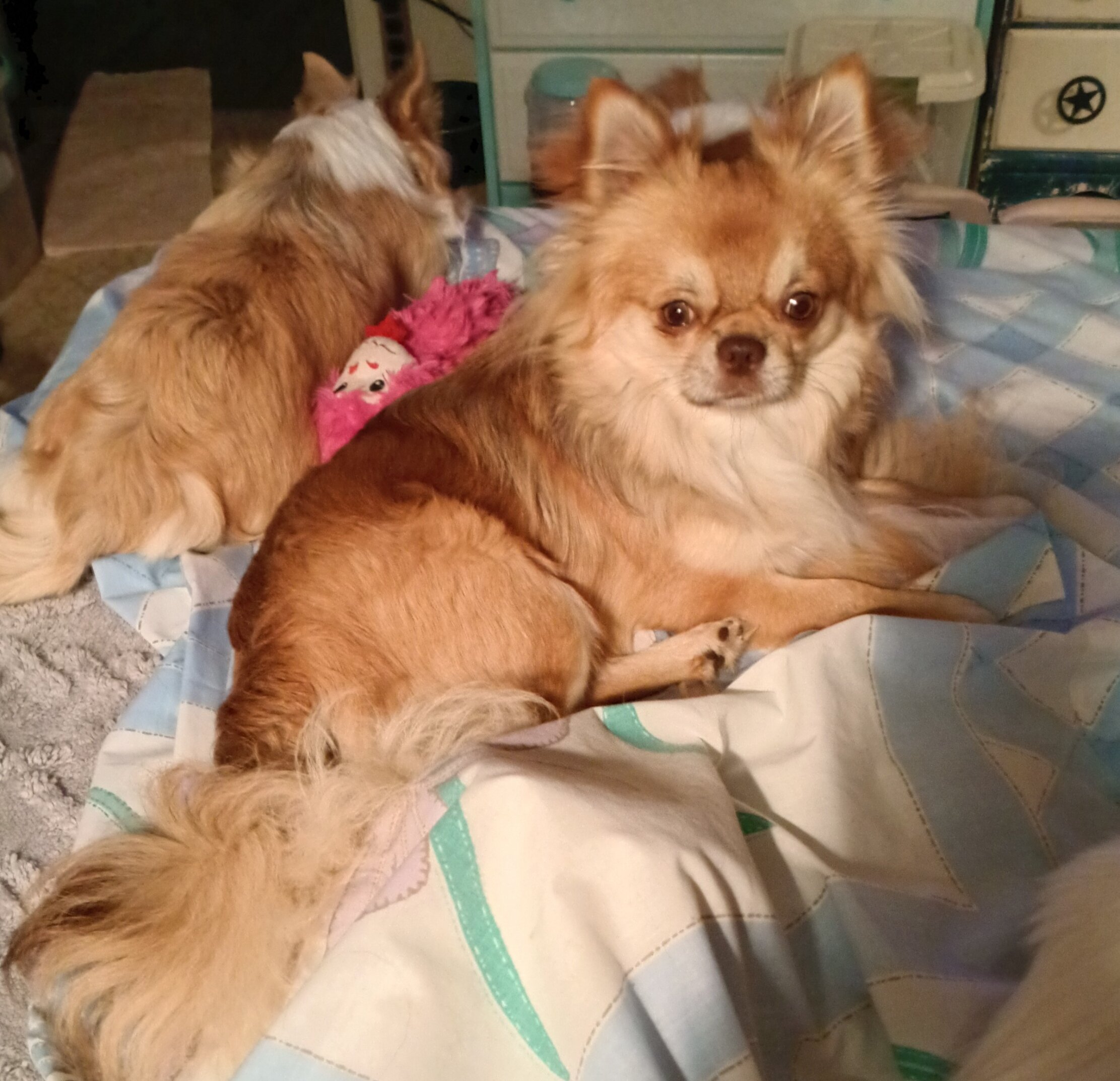 LONG COAT CHIHUAHUAS image 2