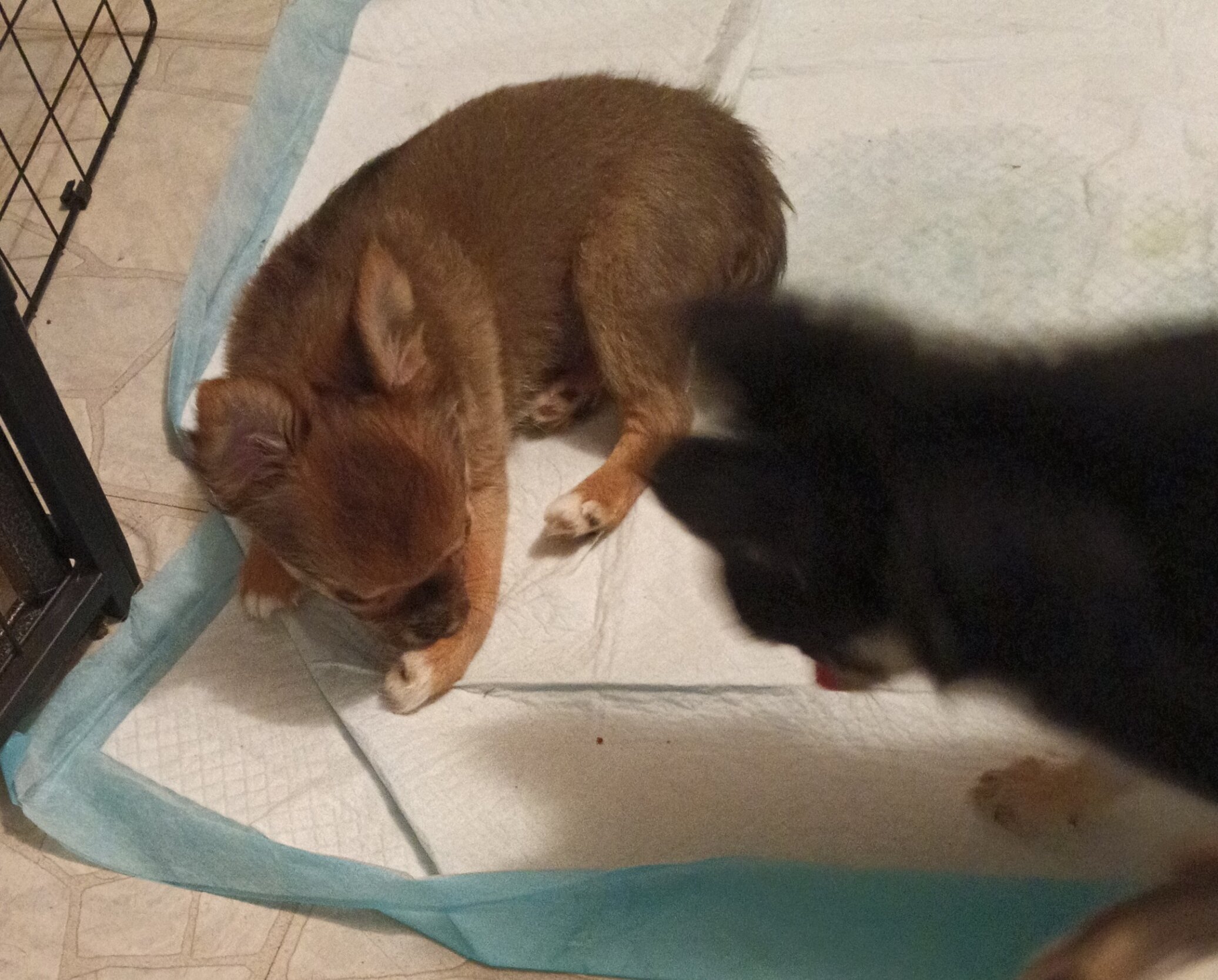 LONG COAT CHIHUAHUAS image 3