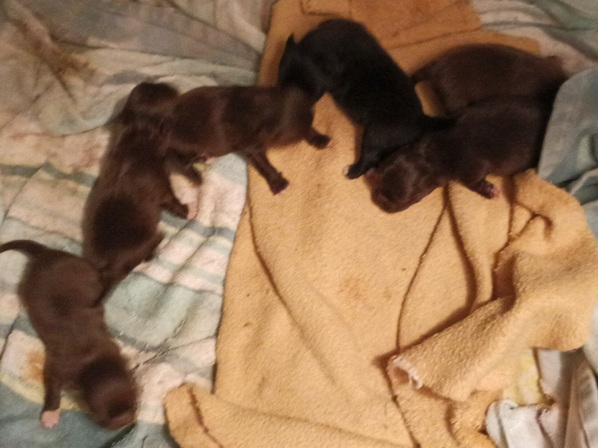 LONG COAT CHIHUAHUAS image 4