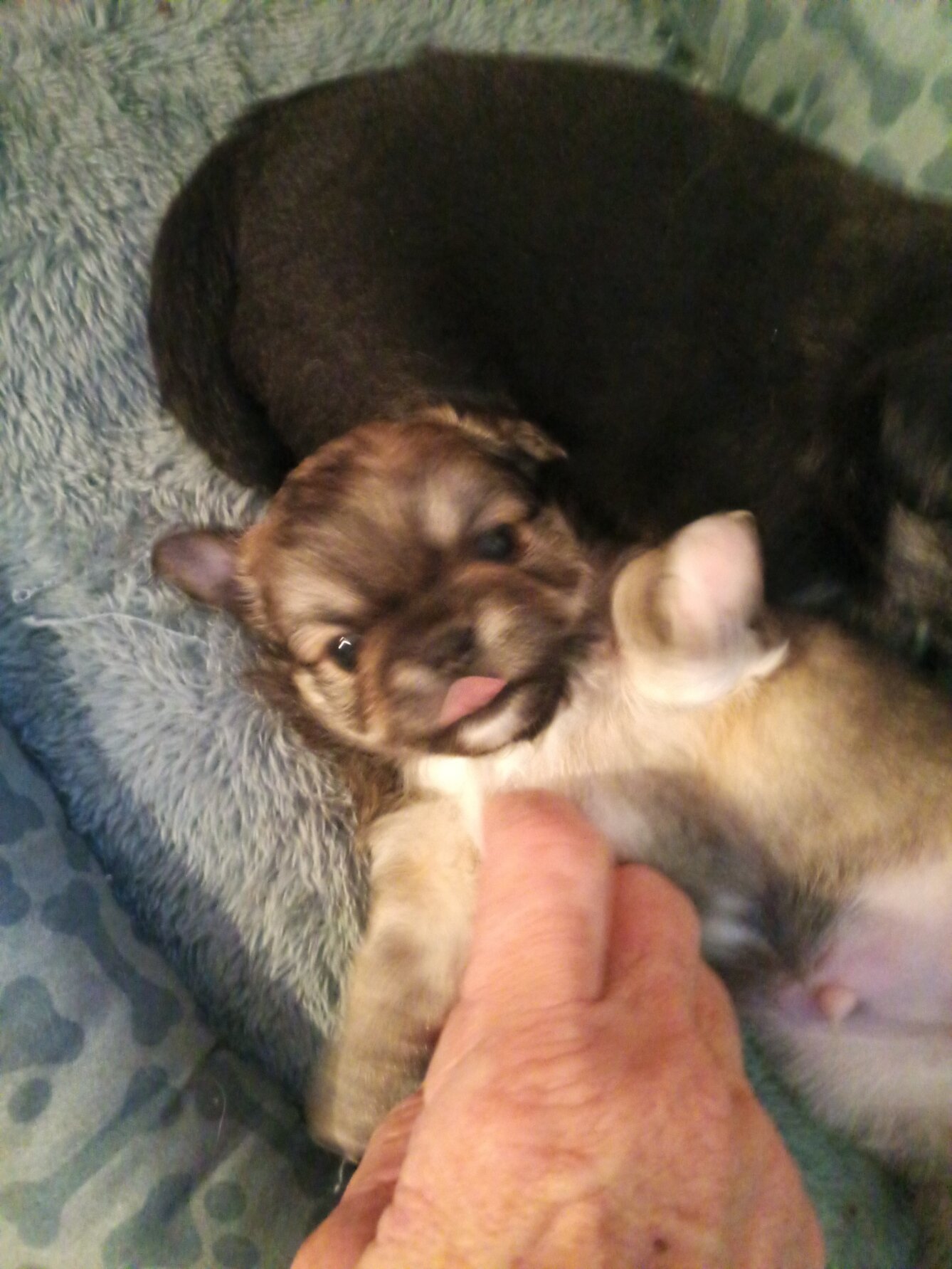 LONG COAT CHIHUAHUAS image 5