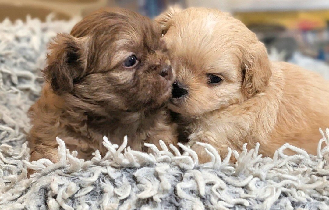 ShiChi puppies image 5