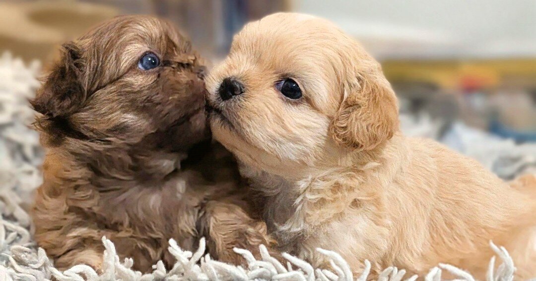 ShiChi puppies image 1