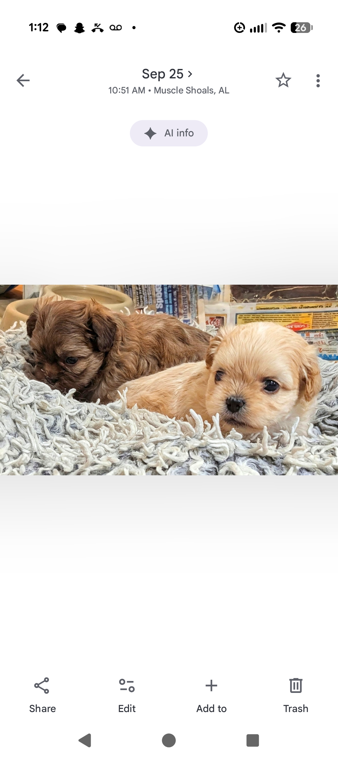 ShiChi puppies image 4