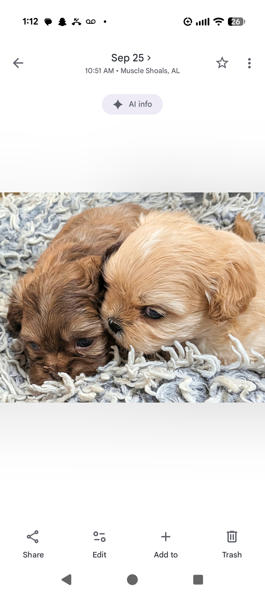 ShiChi puppies image 2