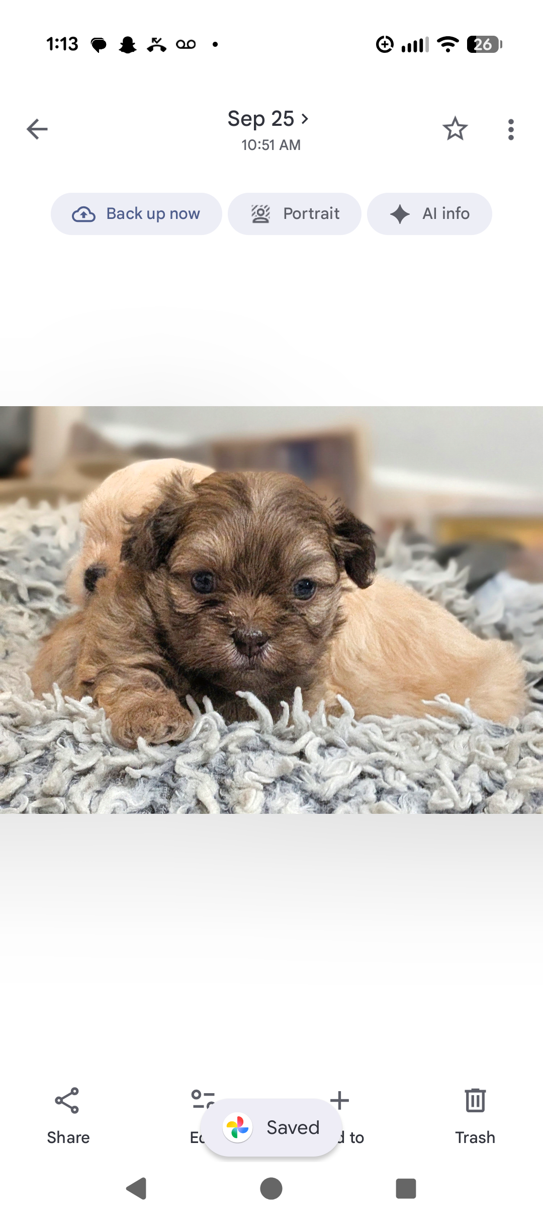 ShiChi puppies image 3