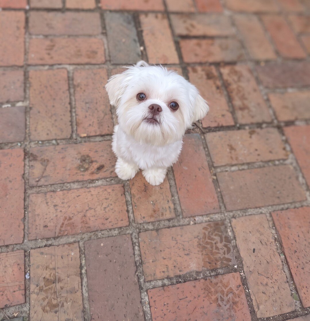 ShiChi puppies image 6