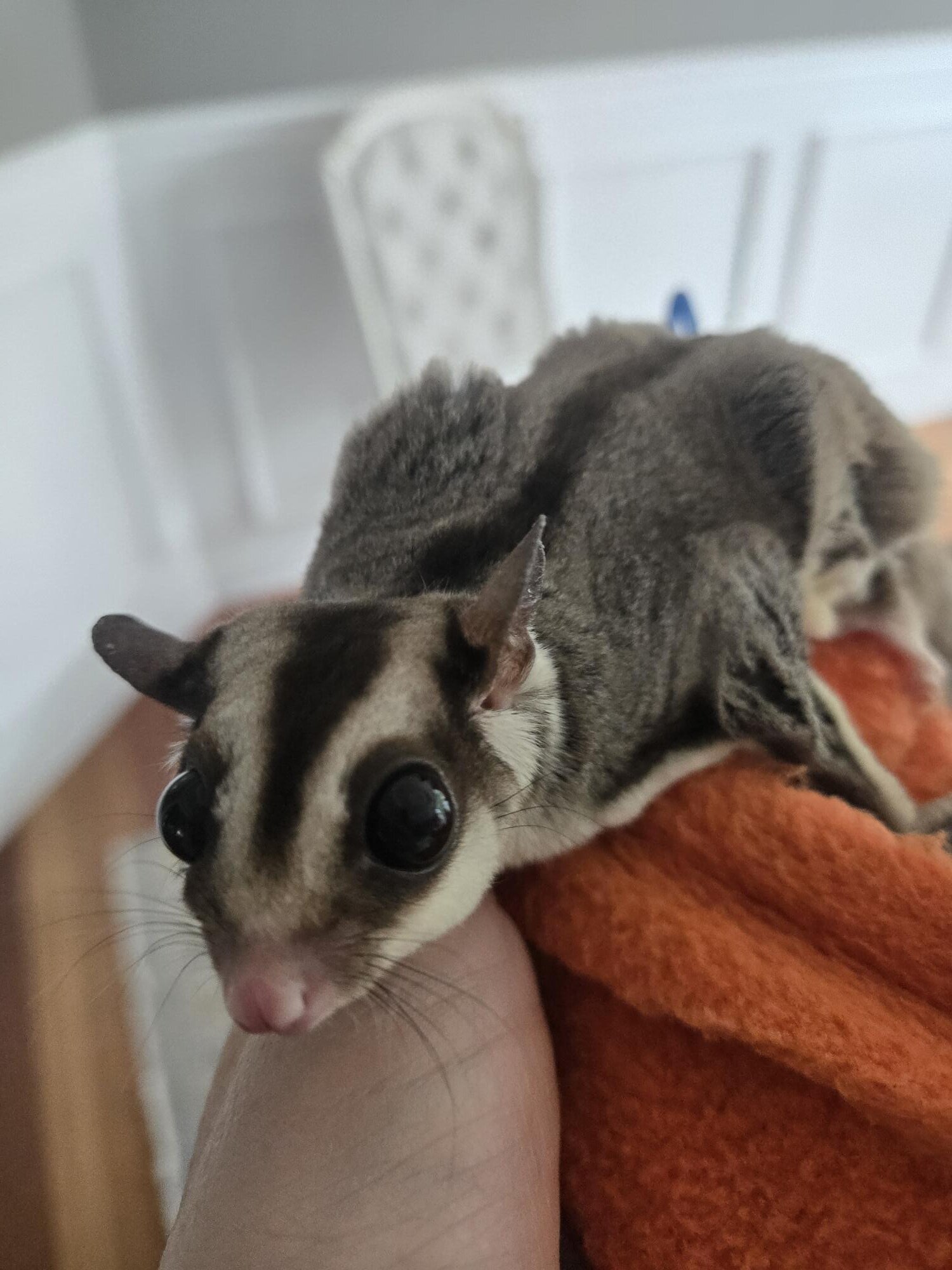 Sugar Gliders image 2