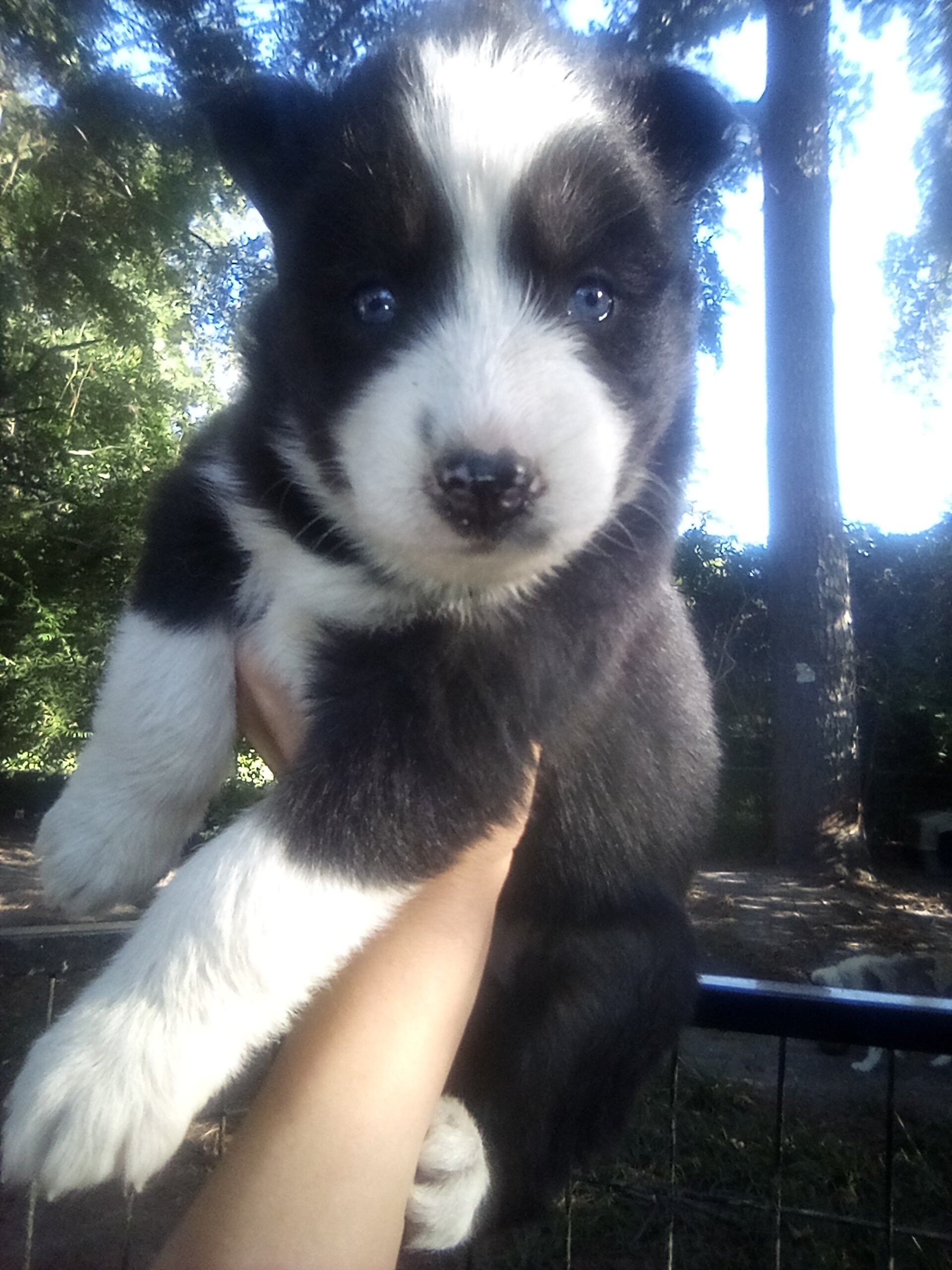 FULL AKC SIBERIAN HUSKY PUPPIES image 4