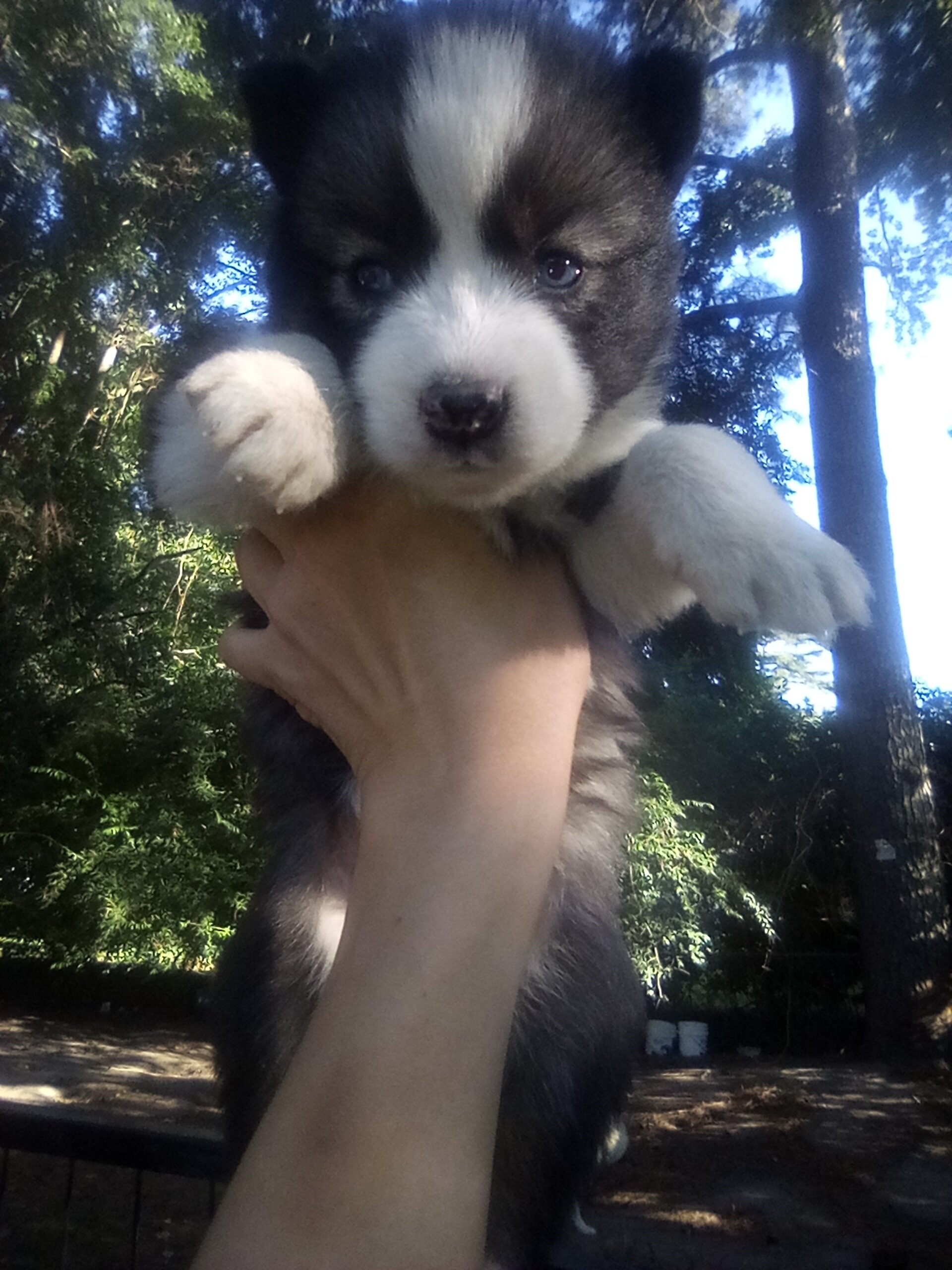 FULL AKC SIBERIAN HUSKY PUPPIES image 3