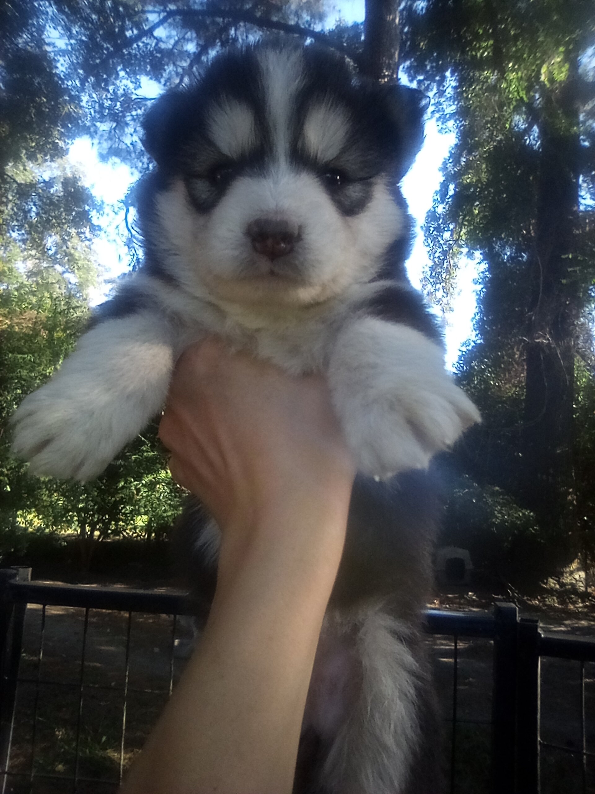 FULL AKC SIBERIAN HUSKY PUPPIES image 2