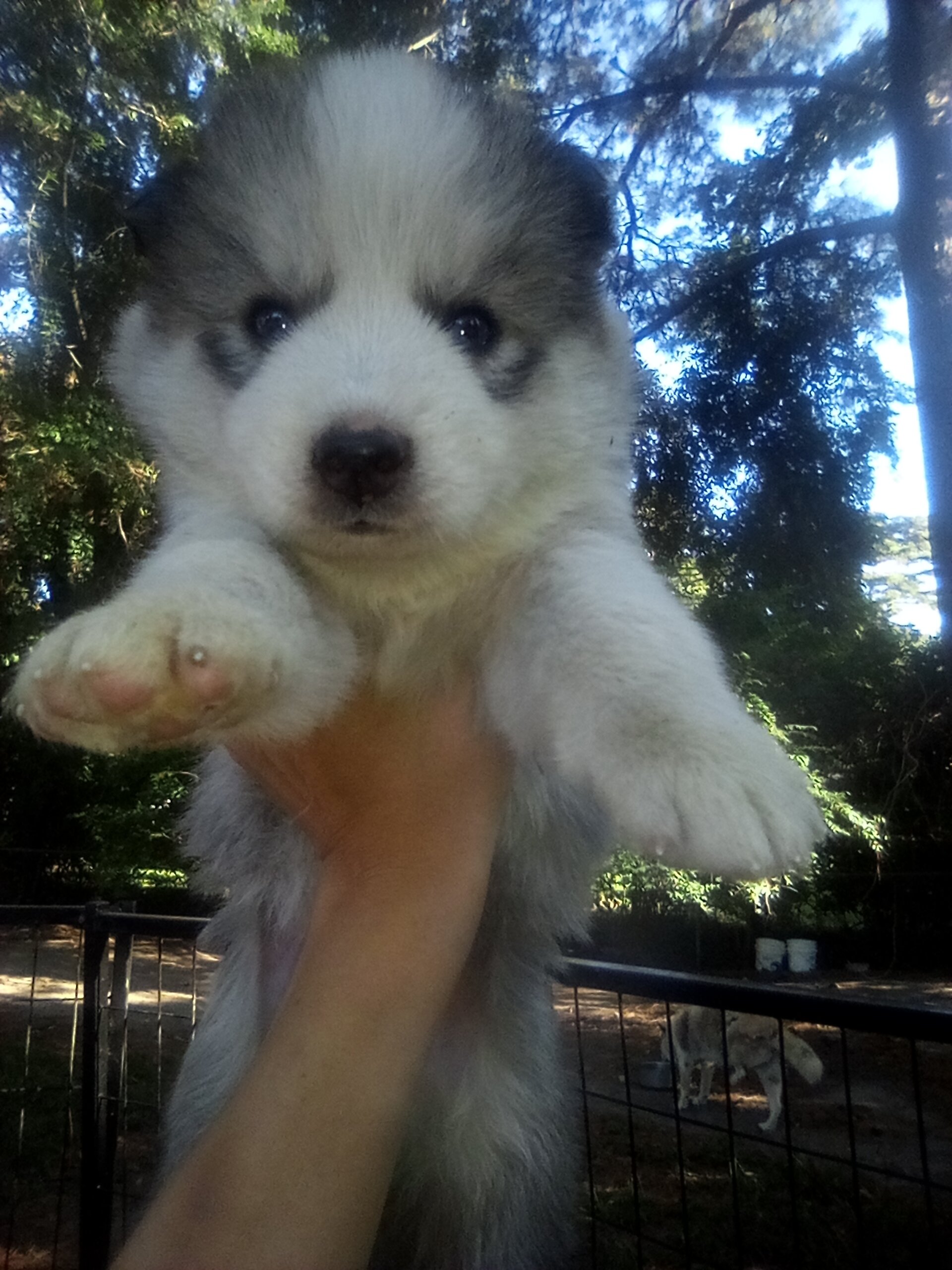 FULL AKC SIBERIAN HUSKY PUPPIES image 1