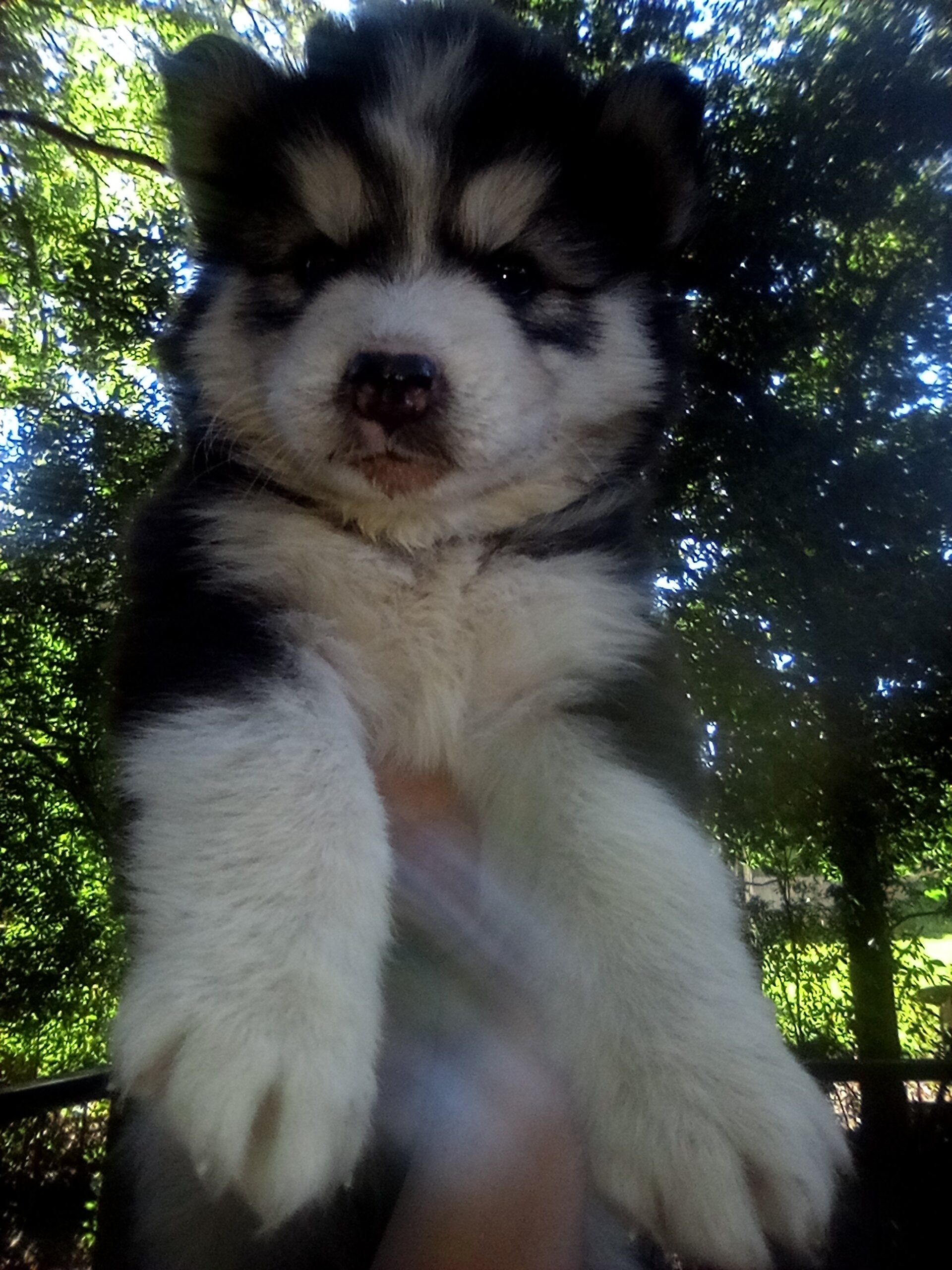 FULL AKC SIBERIAN HUSKY PUPPIES image 4