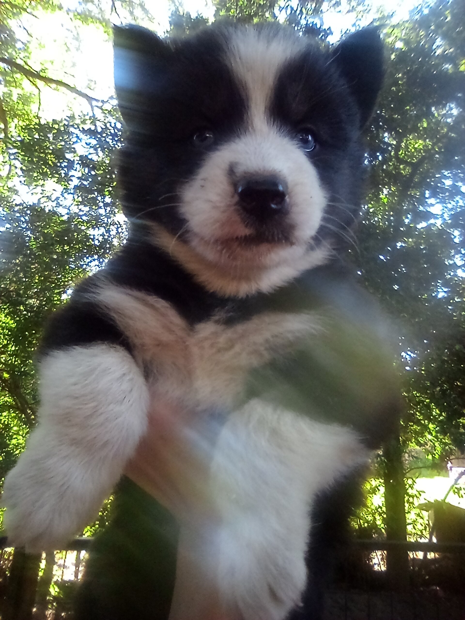 FULL AKC SIBERIAN HUSKY PUPPIES image 3