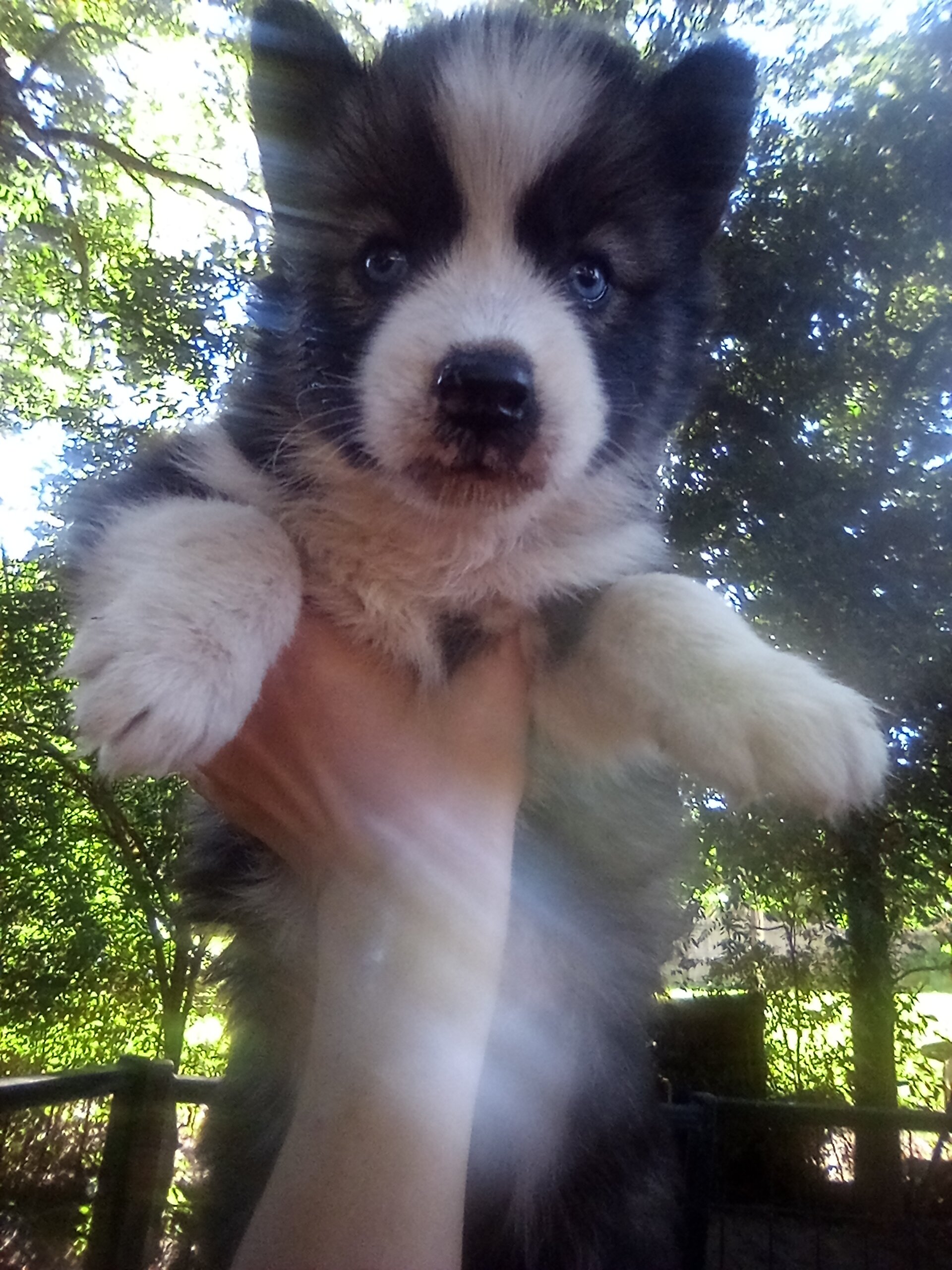 FULL AKC SIBERIAN HUSKY PUPPIES image 2