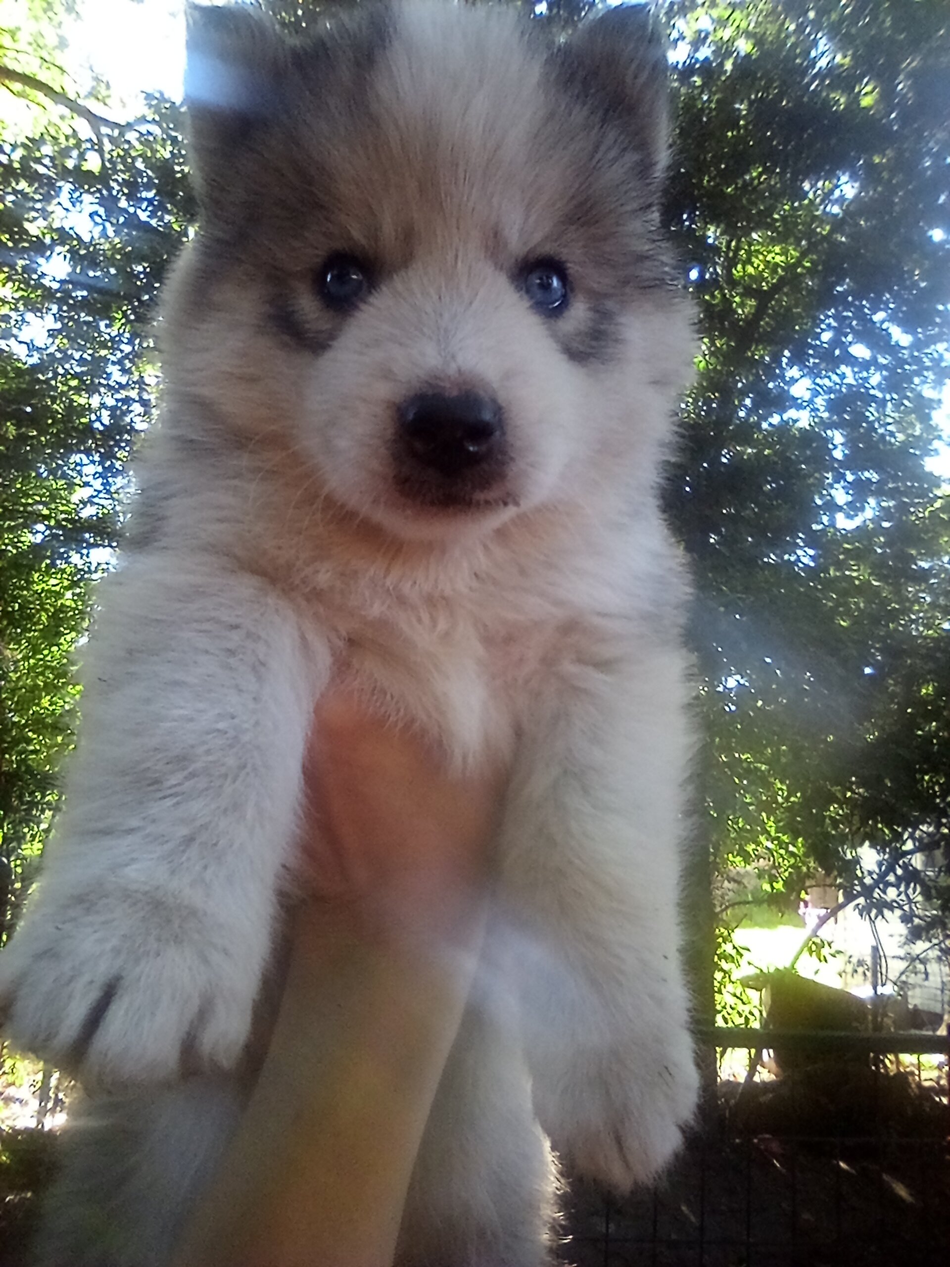 FULL AKC SIBERIAN HUSKY PUPPIES image 1