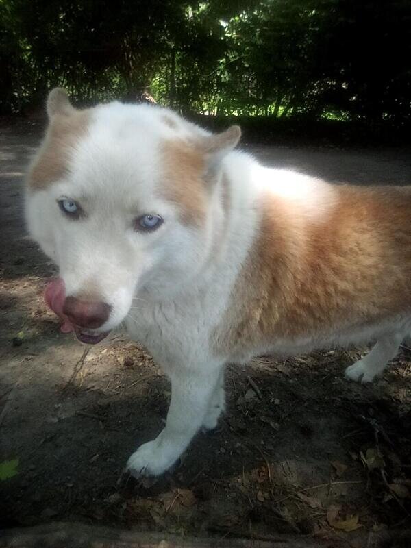 SIBERIAN HUSKY FEMALE ALINA 3 YEARS OLD image 2