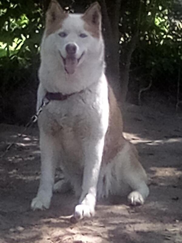 SIBERIAN HUSKY FEMALE ALINA 3 YEARS OLD image 1