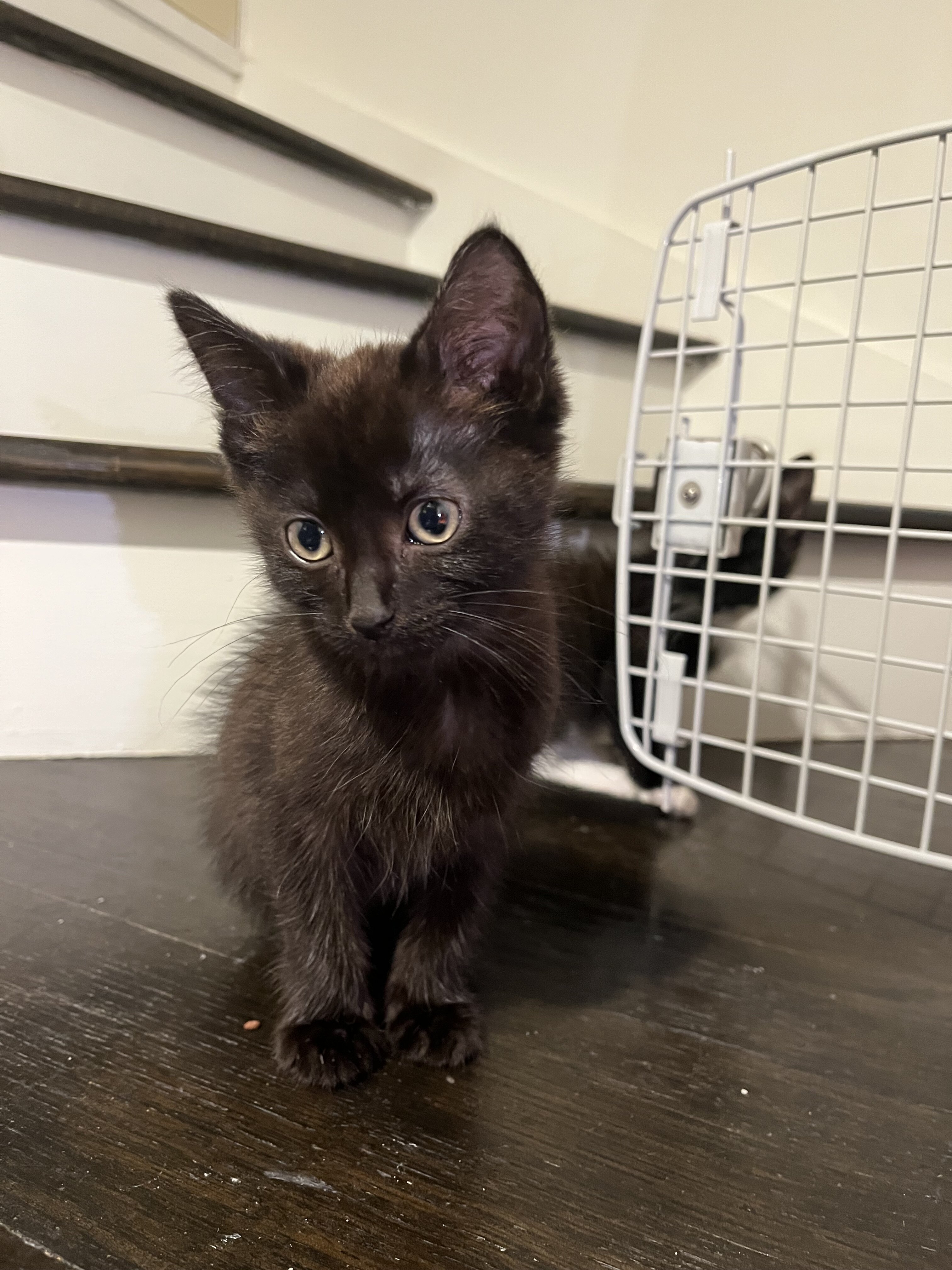 cat image 1