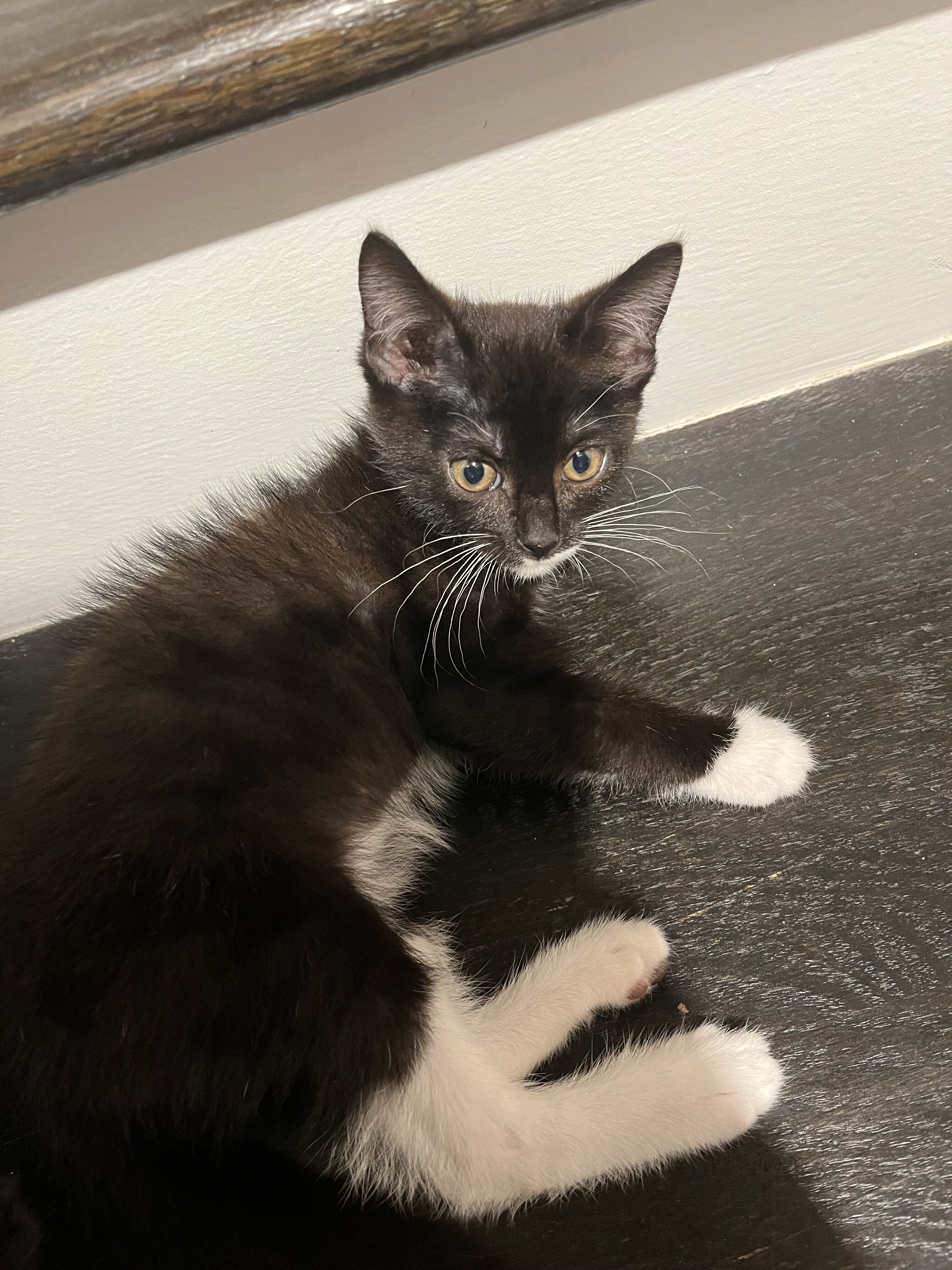 cat image 2