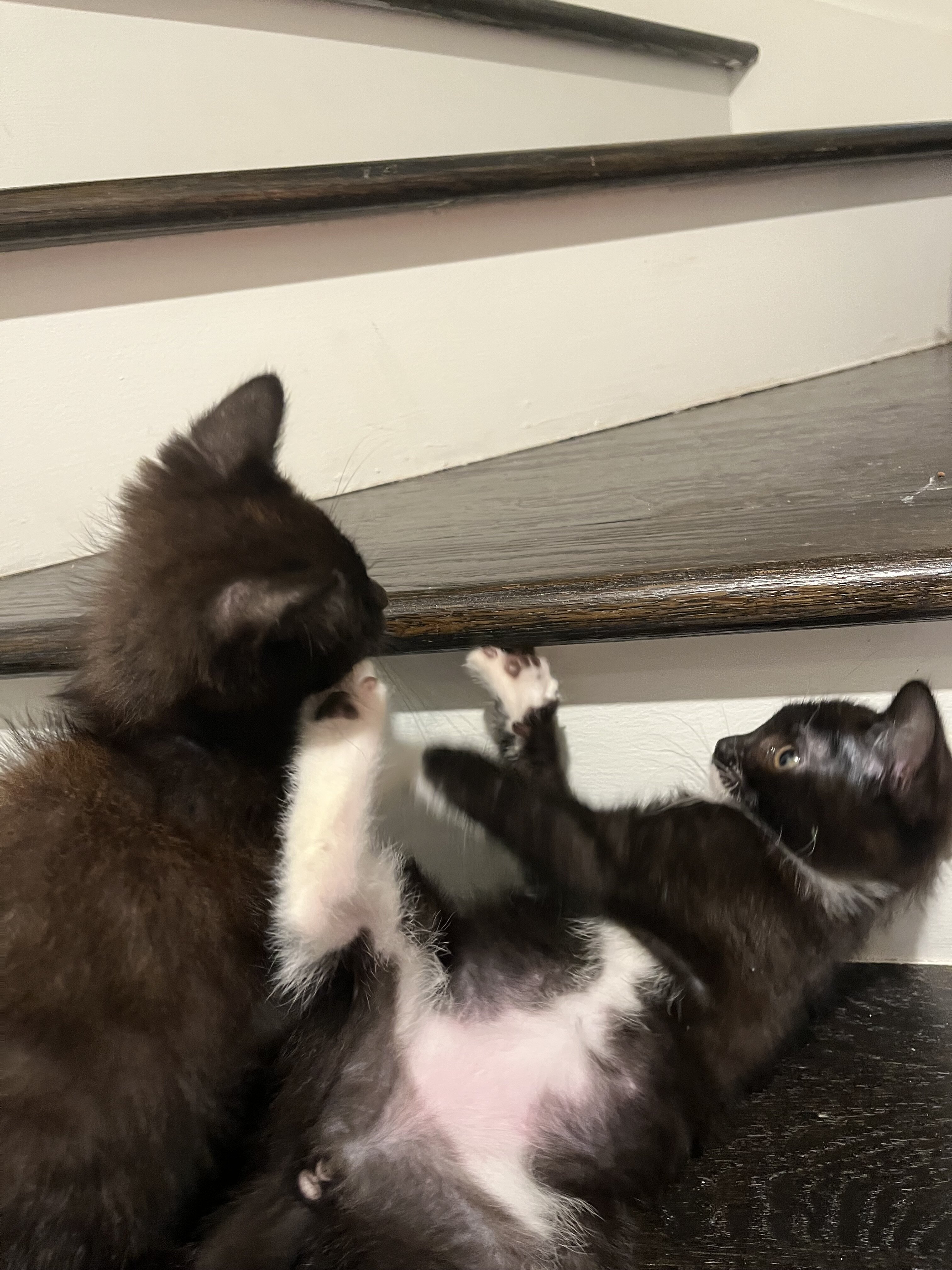 cat image 3