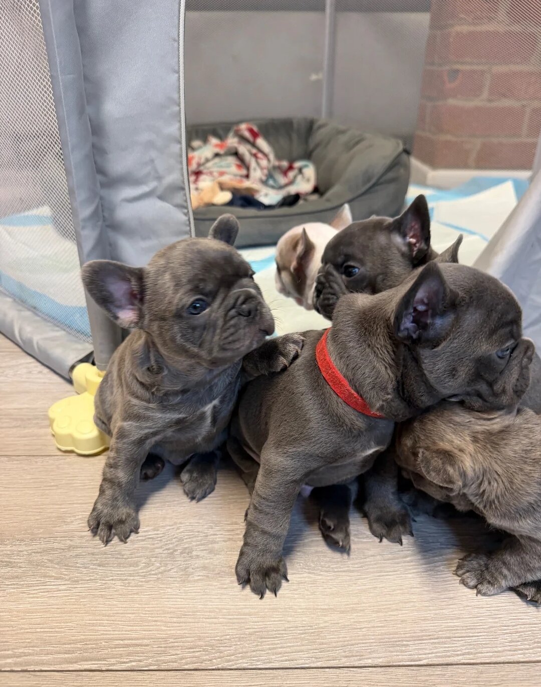Home-Raised French Bulldog Puppies image 3