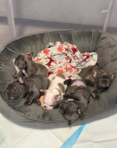 Home-Raised French Bulldog Puppies image 1
