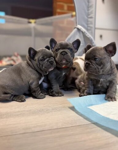 Home-Raised French Bulldog Puppies image 4