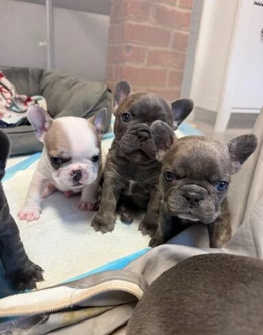 Home-Raised French Bulldog Puppies image 2