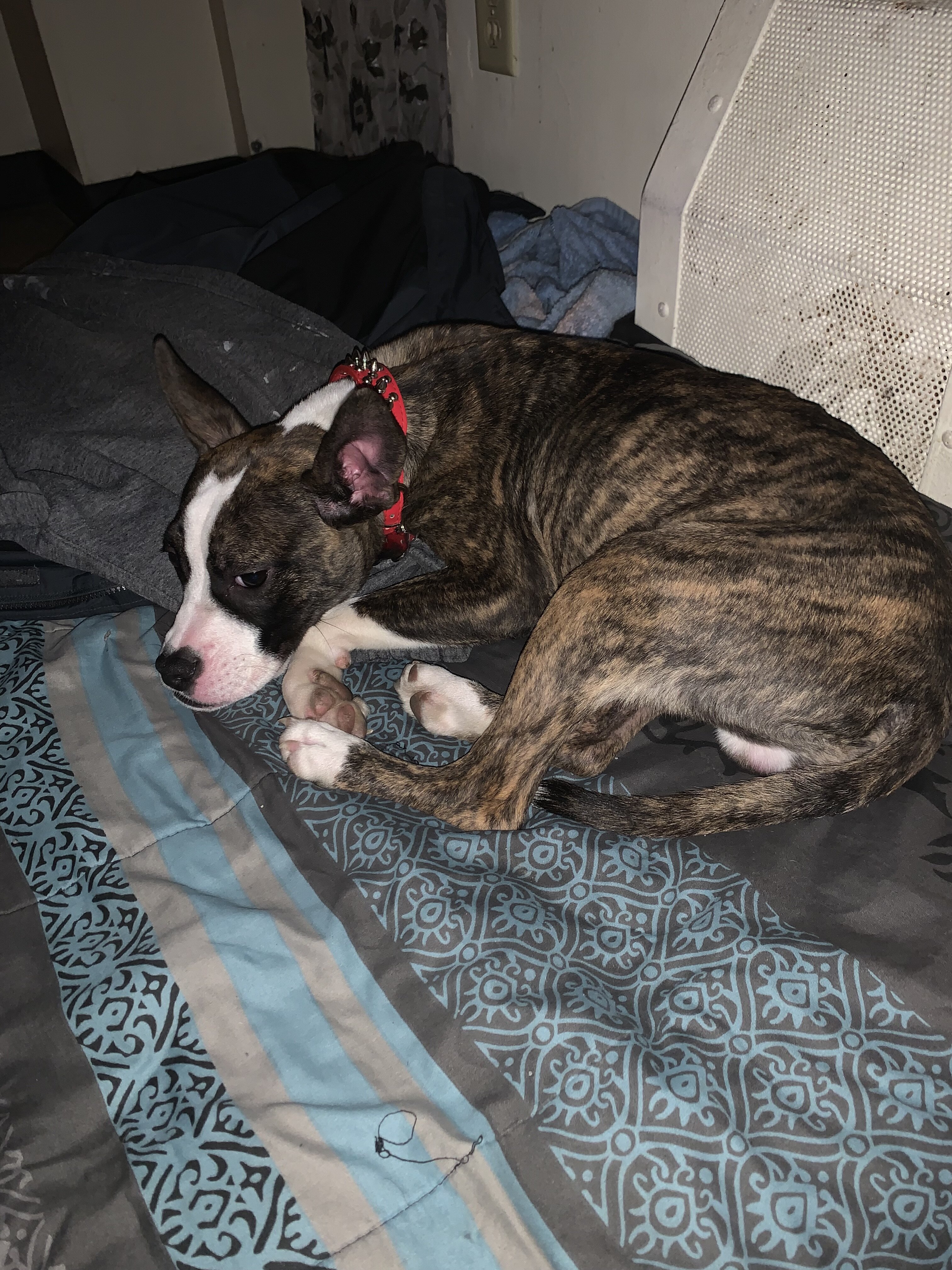American pit bull terrier image 1