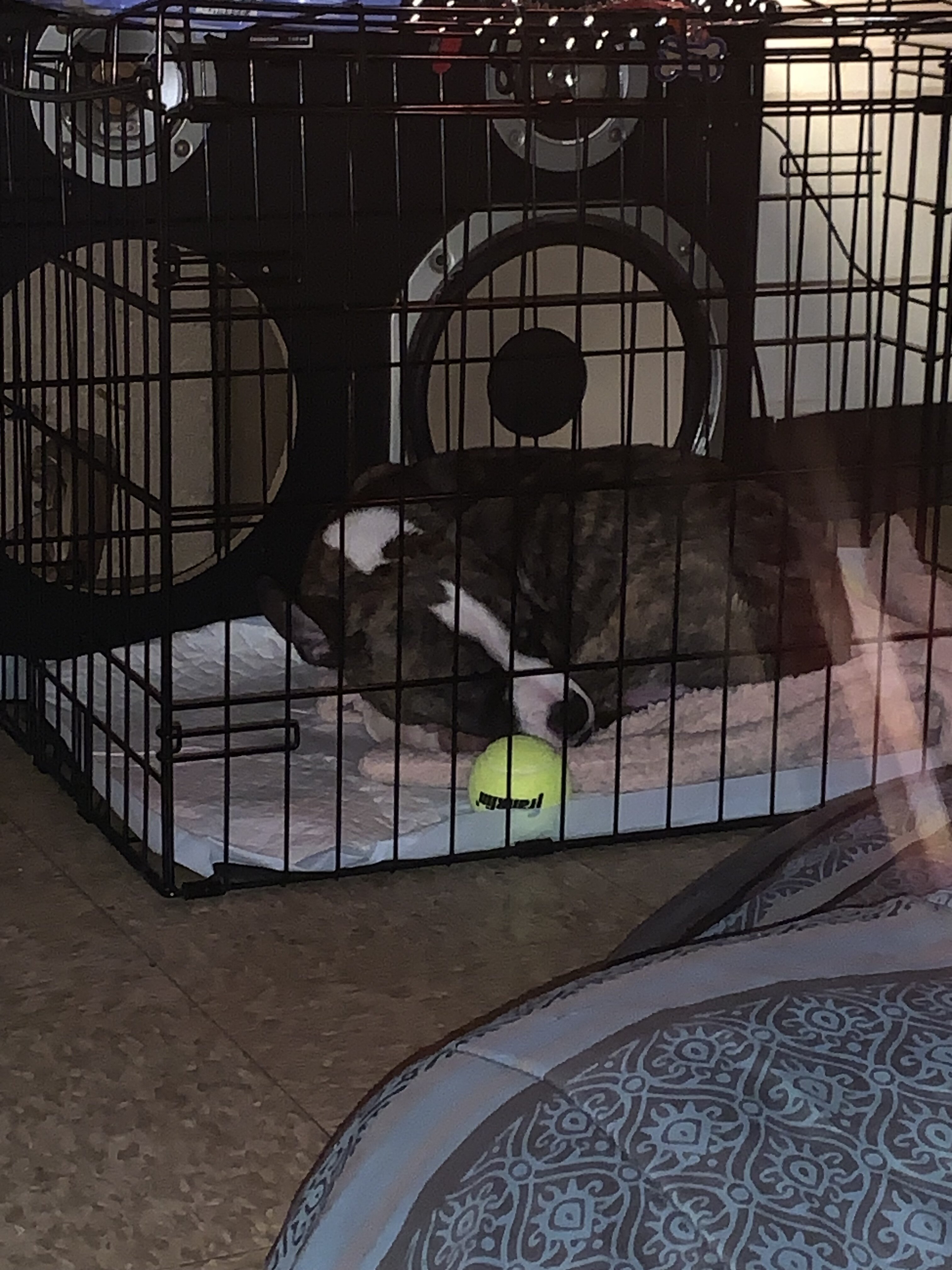 American pit bull terrier image 5