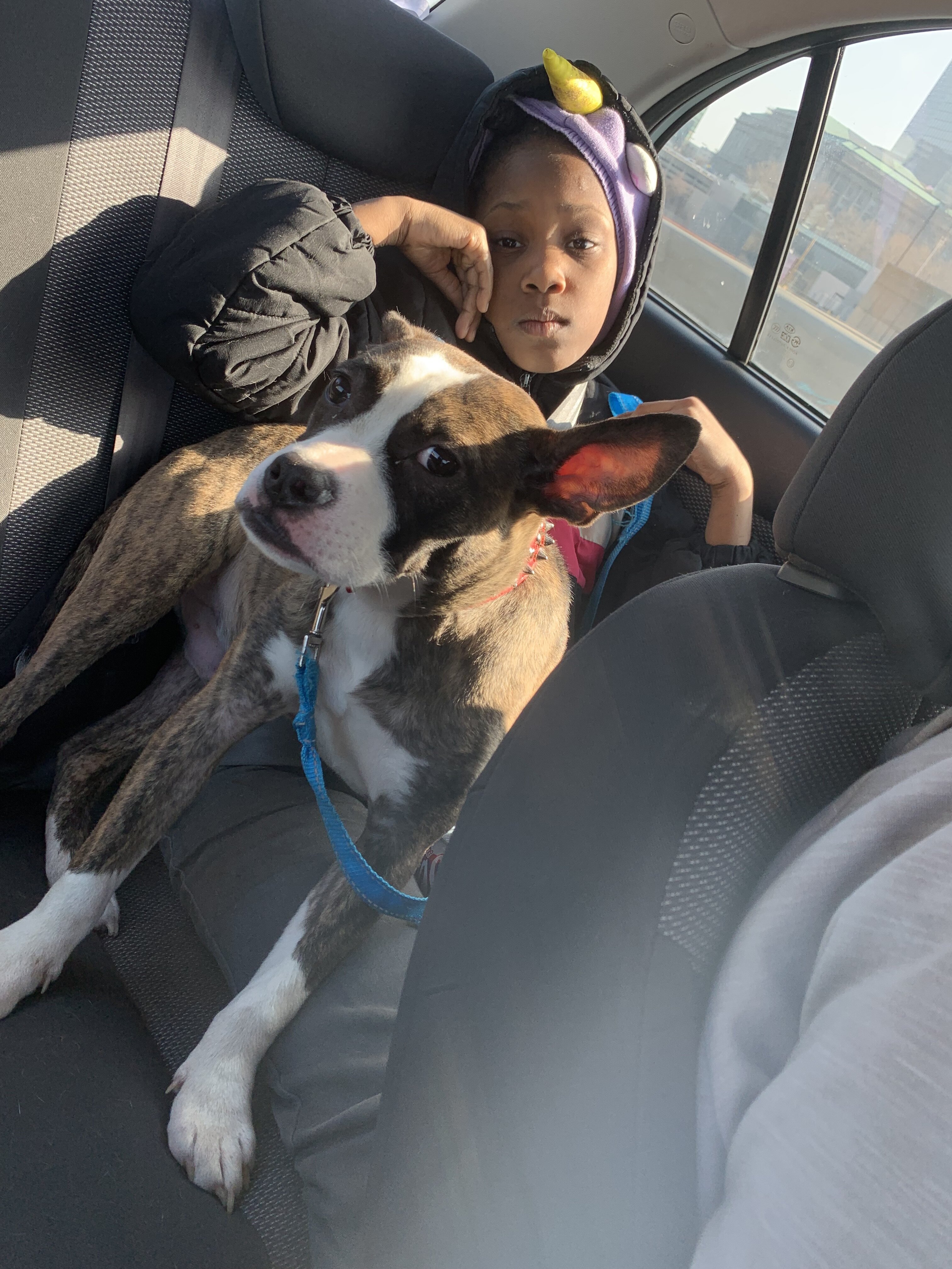 American pit bull terrier image 2